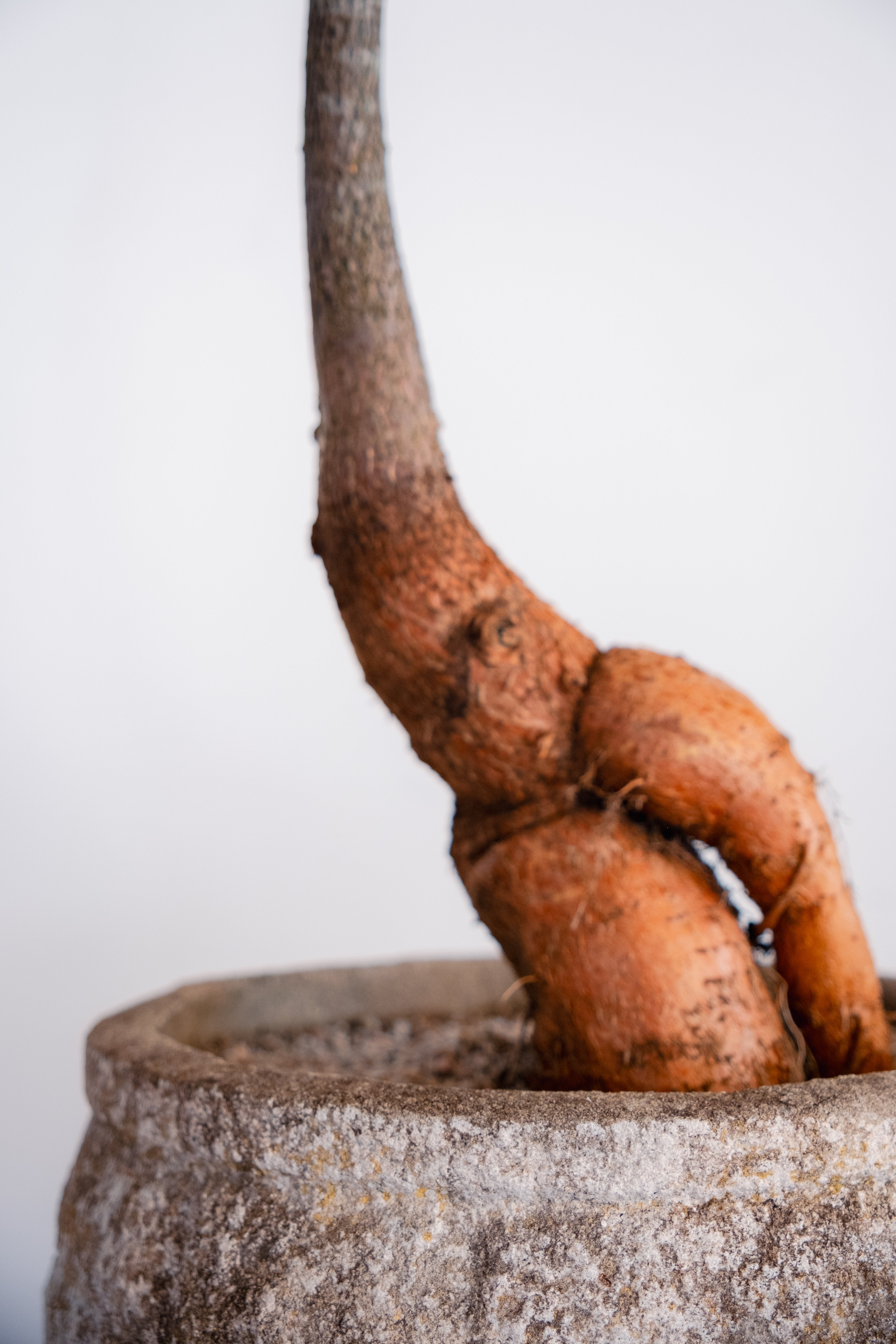 Bottle Tree (Brachychiton rupestris) in Vintage Concrete Vessel