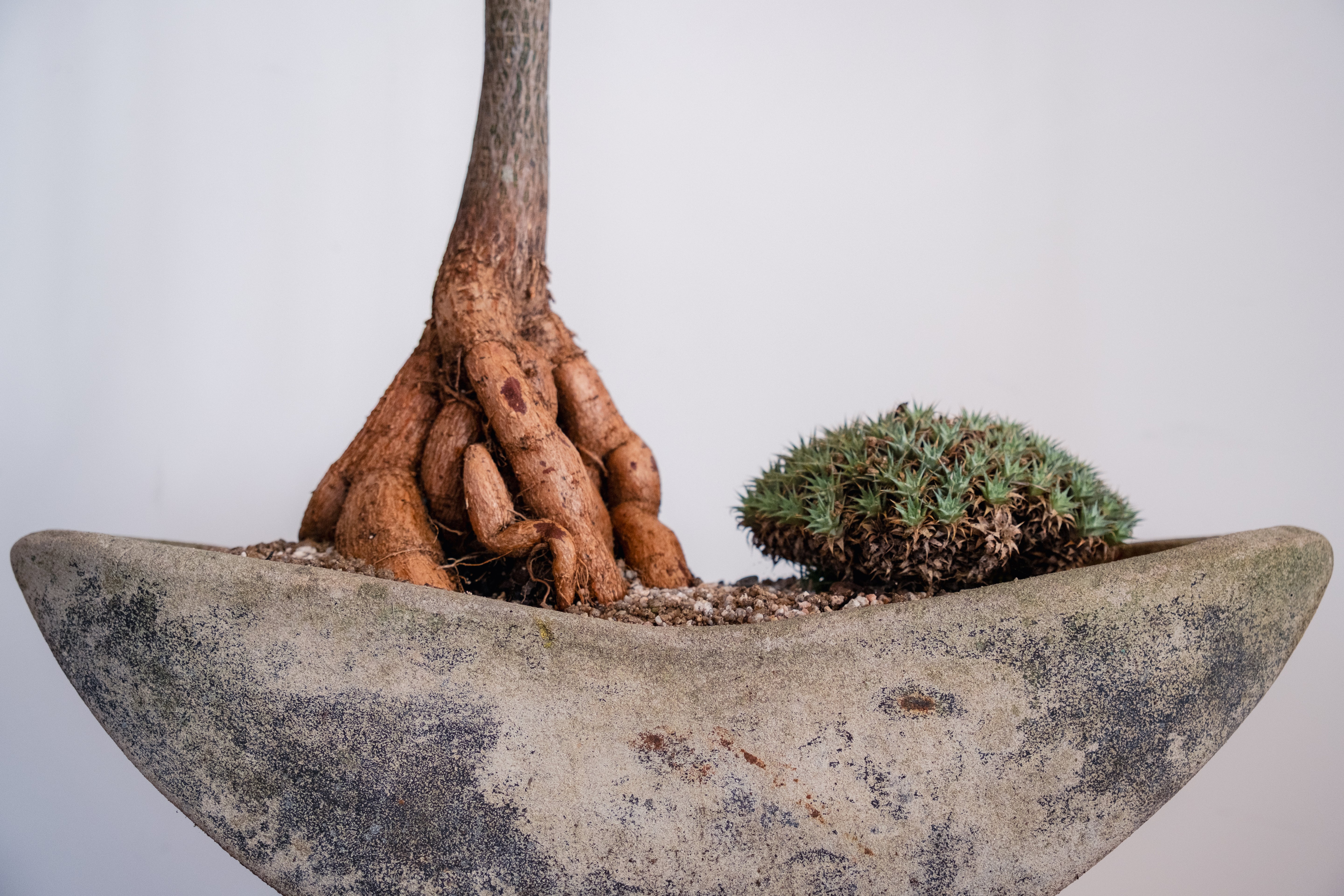 Bottle Tree (Brachychiton rupestris) and Deuterocohnia brevifolia in Navette-Form Concrete Planter
