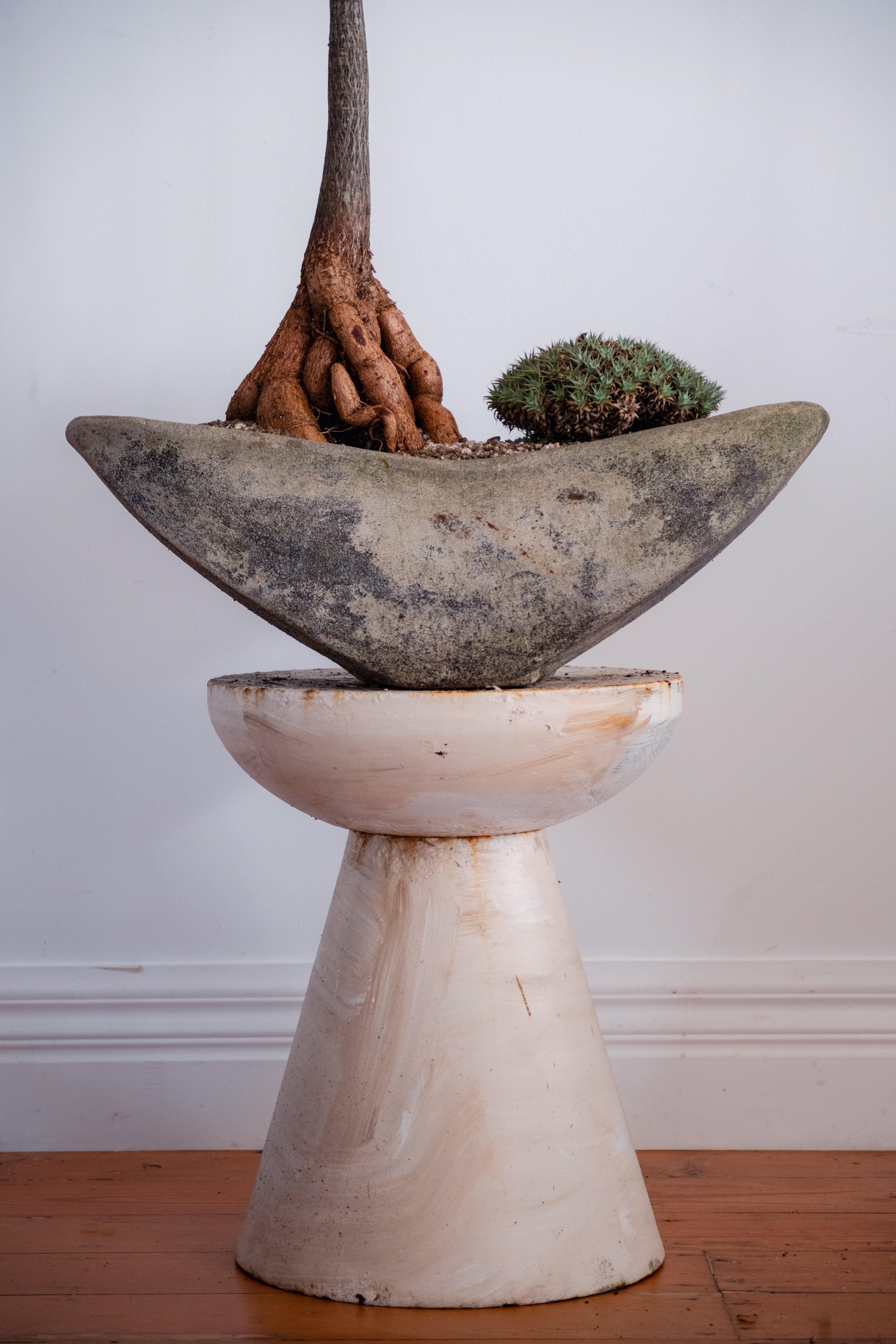 Bottle Tree (Brachychiton rupestris) and Deuterocohnia brevifolia in Navette-Form Concrete Planter