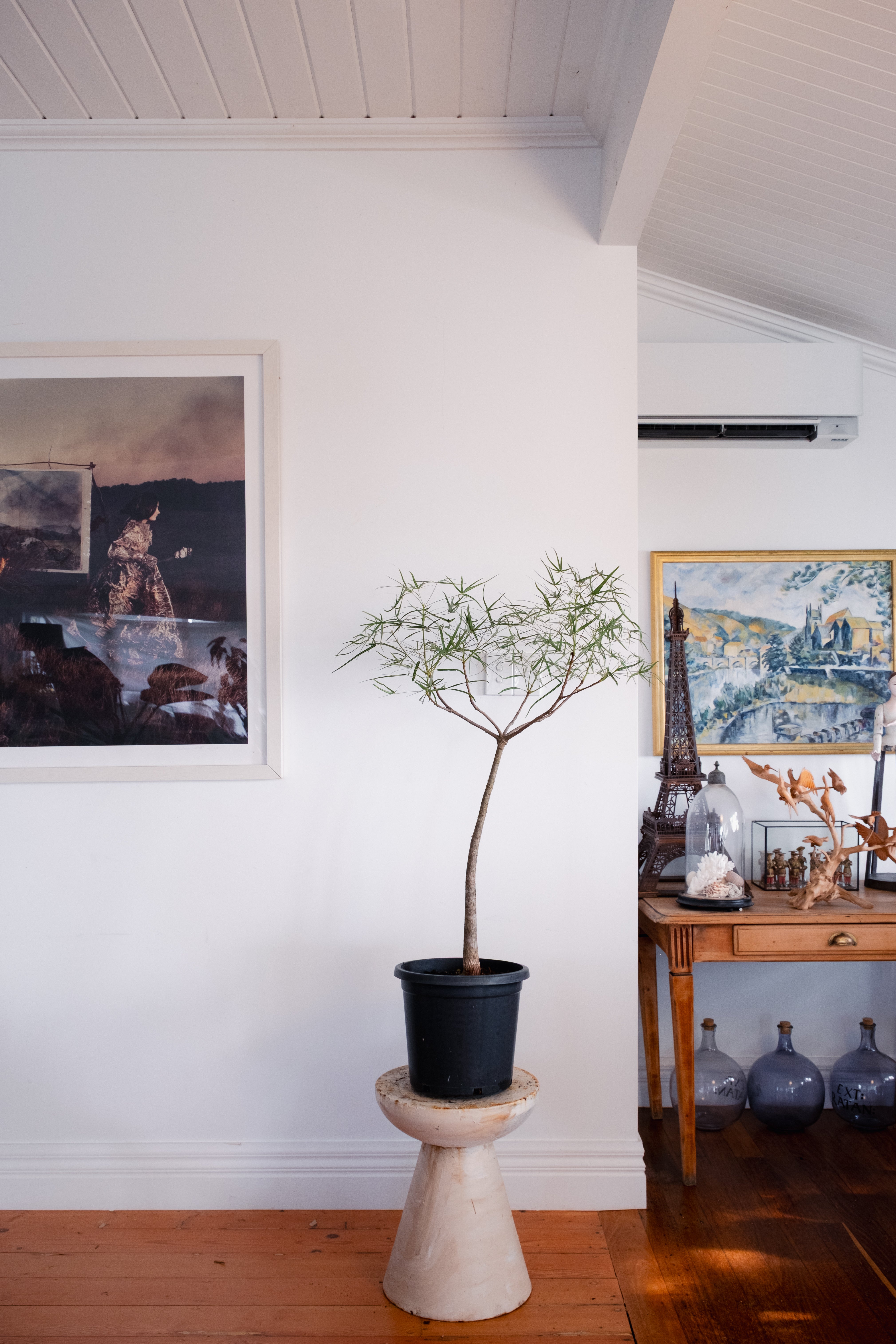 Bottle Tree / Brachychiton rupestris / Ø30cm / 1.2m tall / “Daniel”