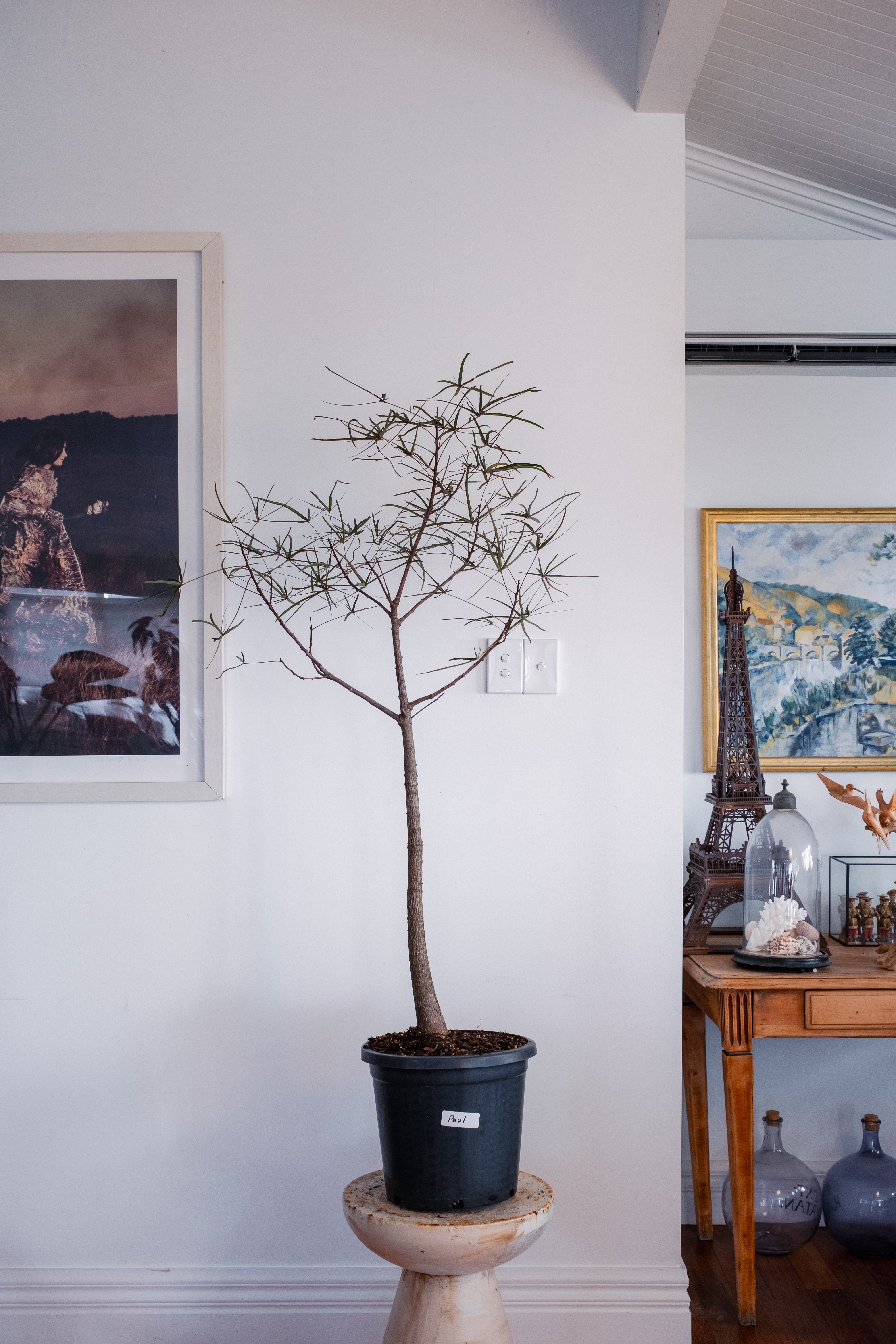 Potted plant on a pedestal against a wall with framed artwork