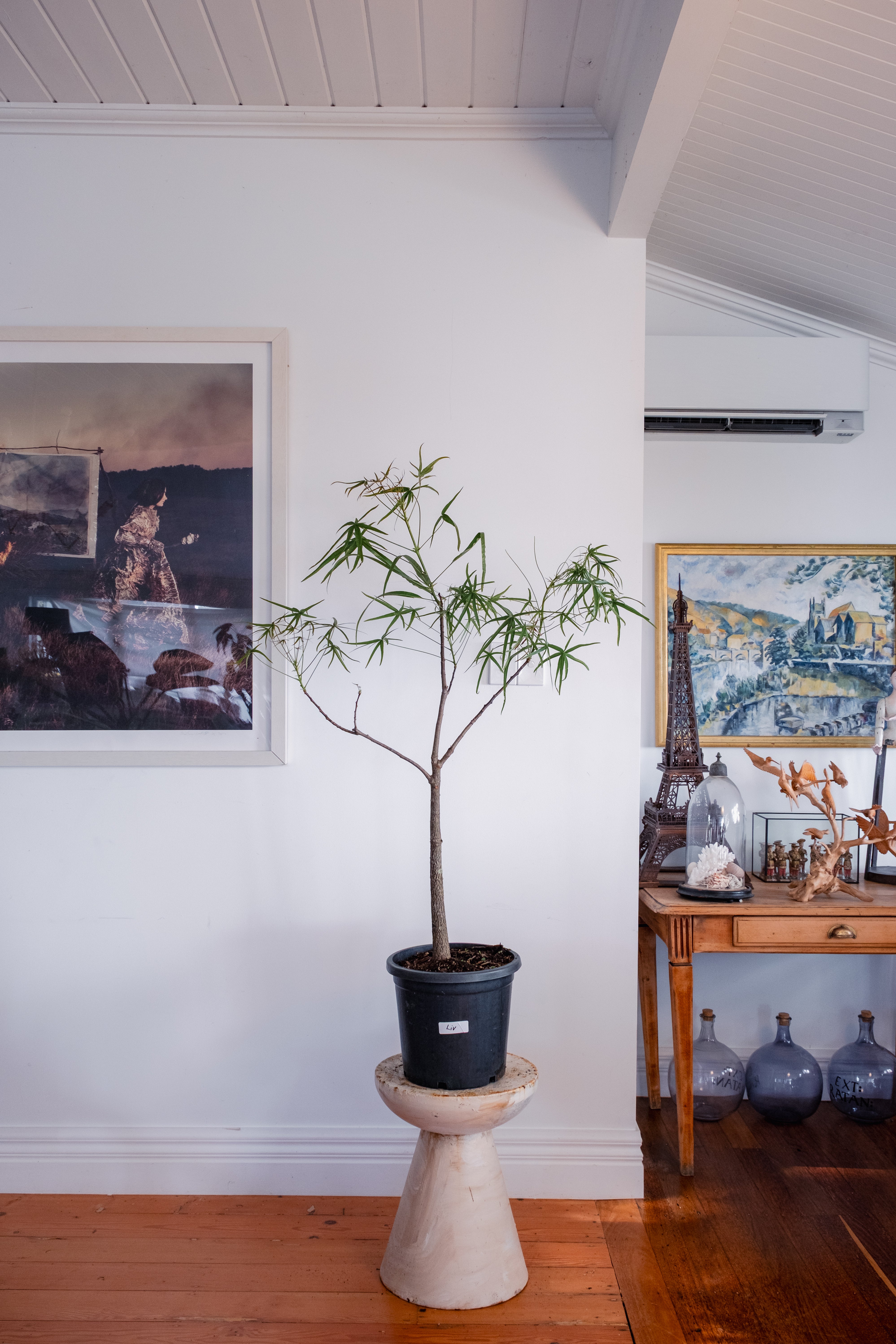 Bottle Tree / Brachychiton rupestris / Ø30cm / 1.4m tall / “Liv”