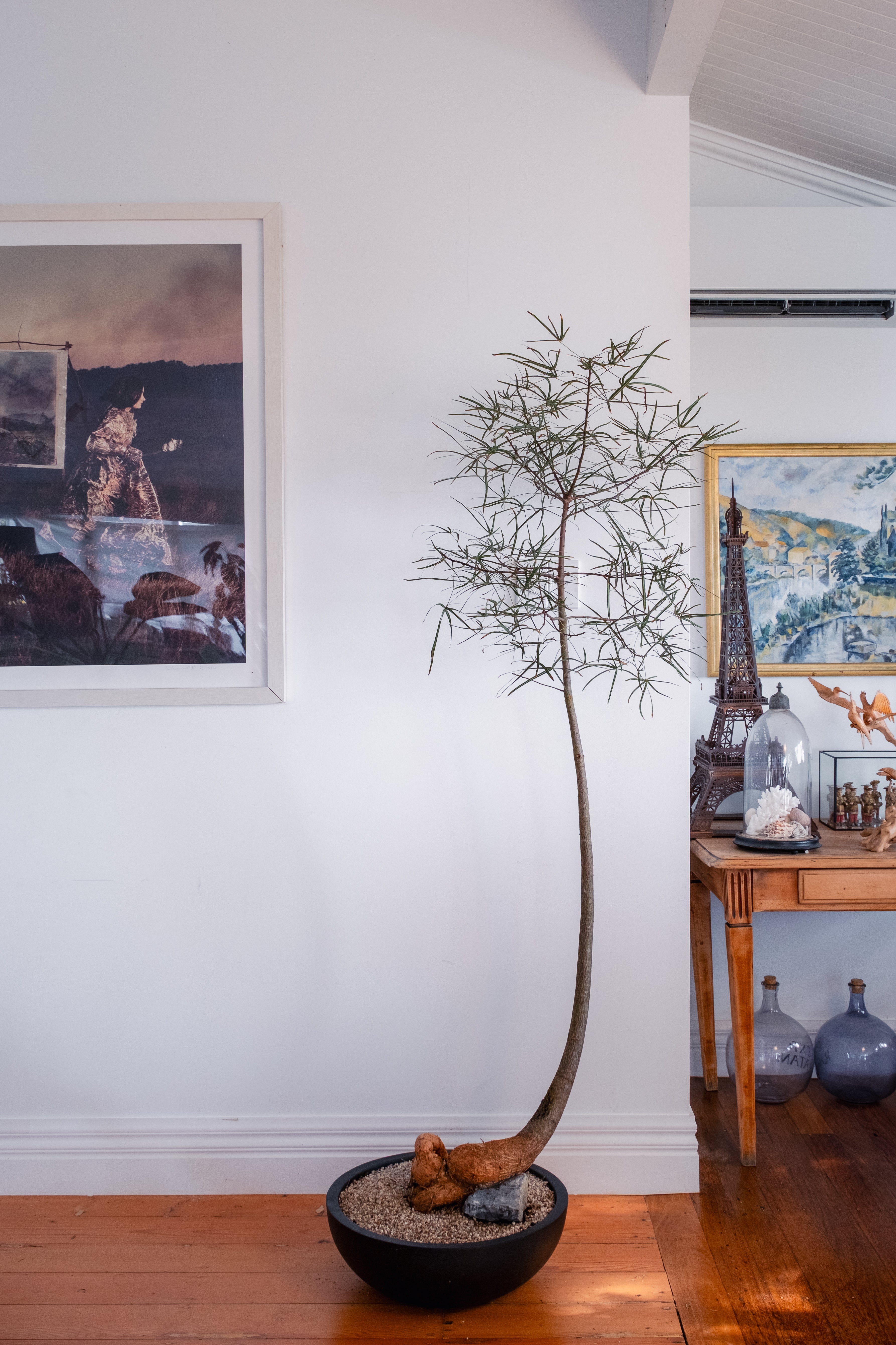 Bottle Tree (Brachychiton rupestris) in Matte Black Bowl Planter
