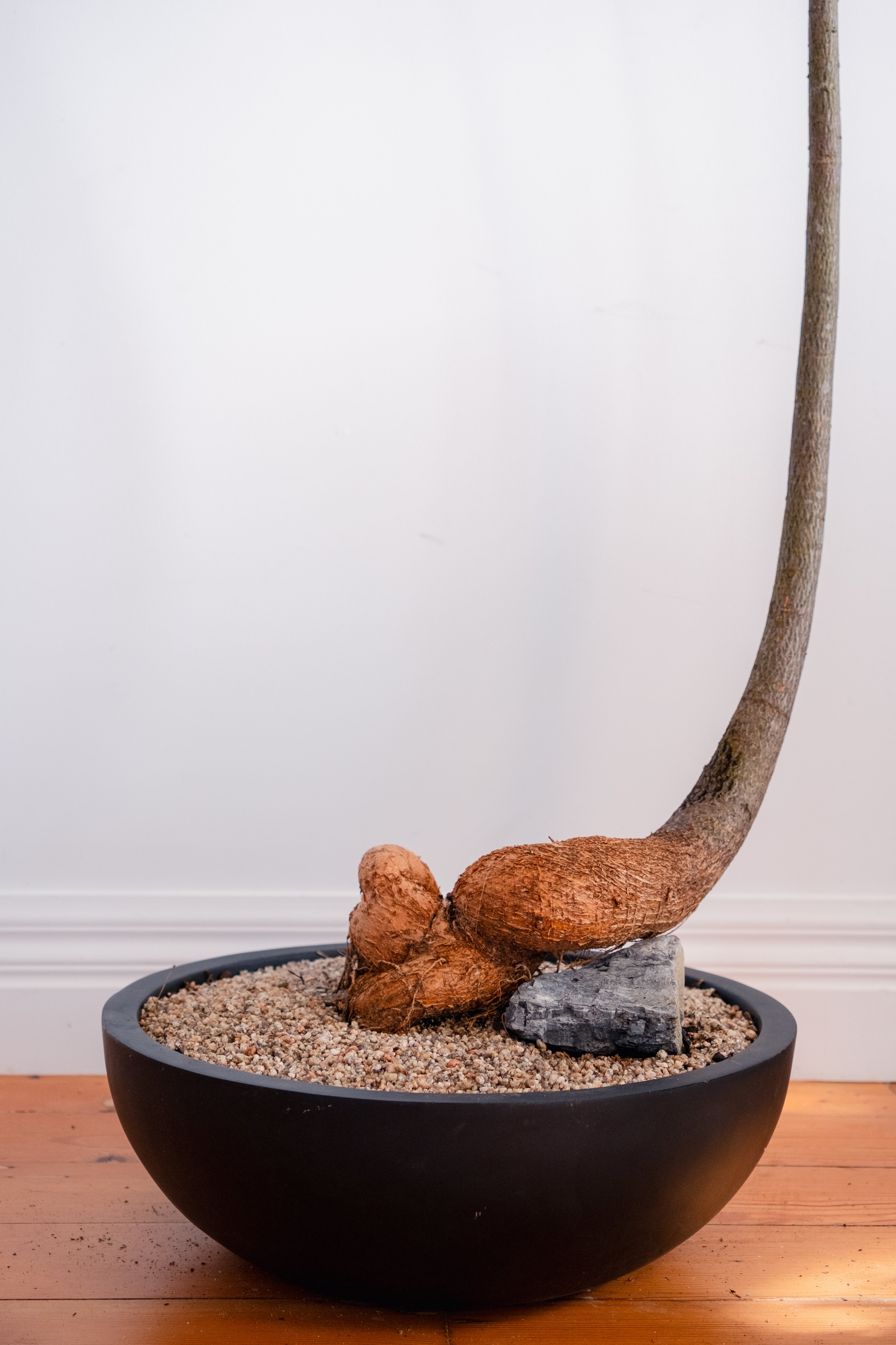 Bottle Tree (Brachychiton rupestris) in Matte Black Bowl Planter