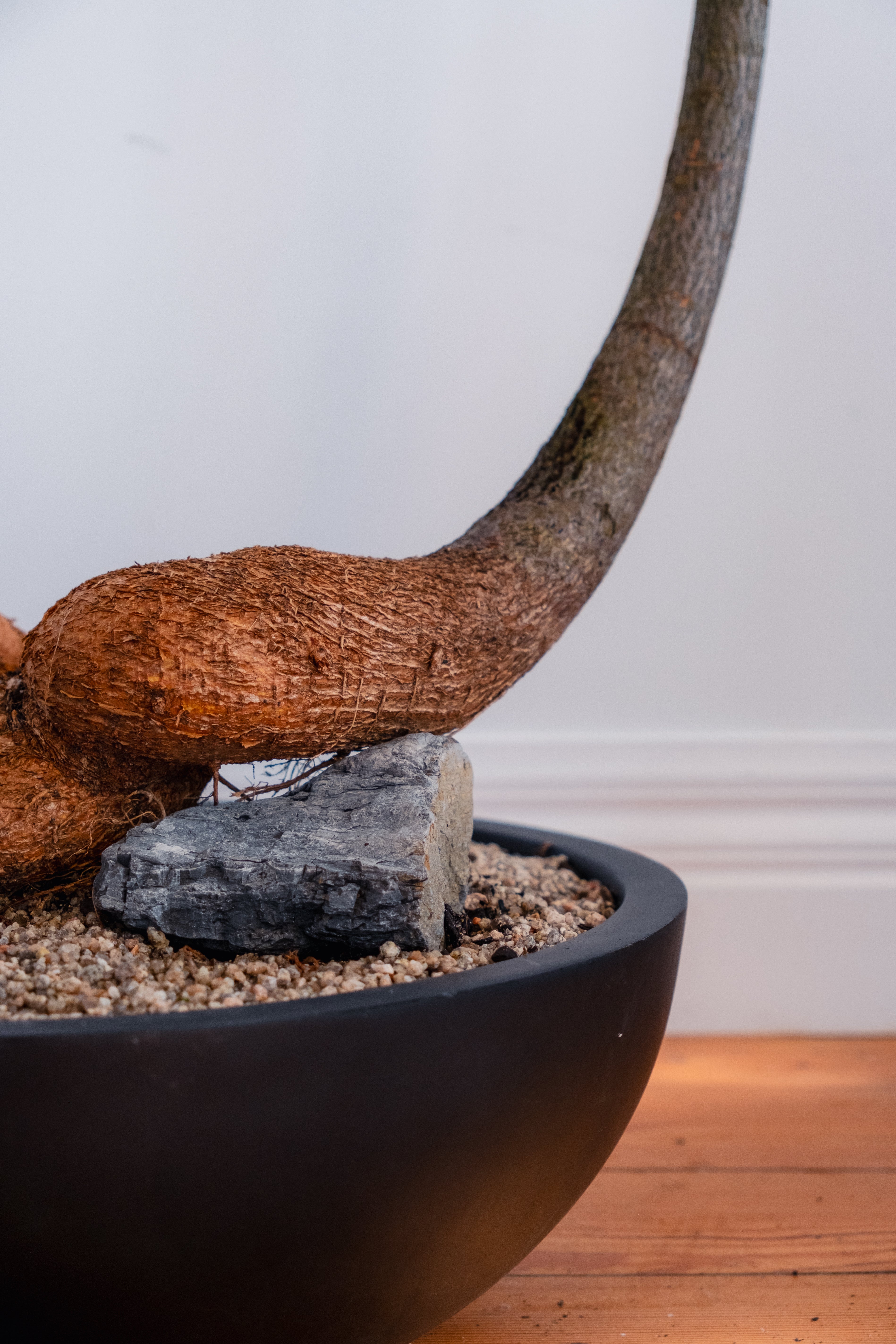 Bottle Tree (Brachychiton rupestris) in Matte Black Bowl Planter