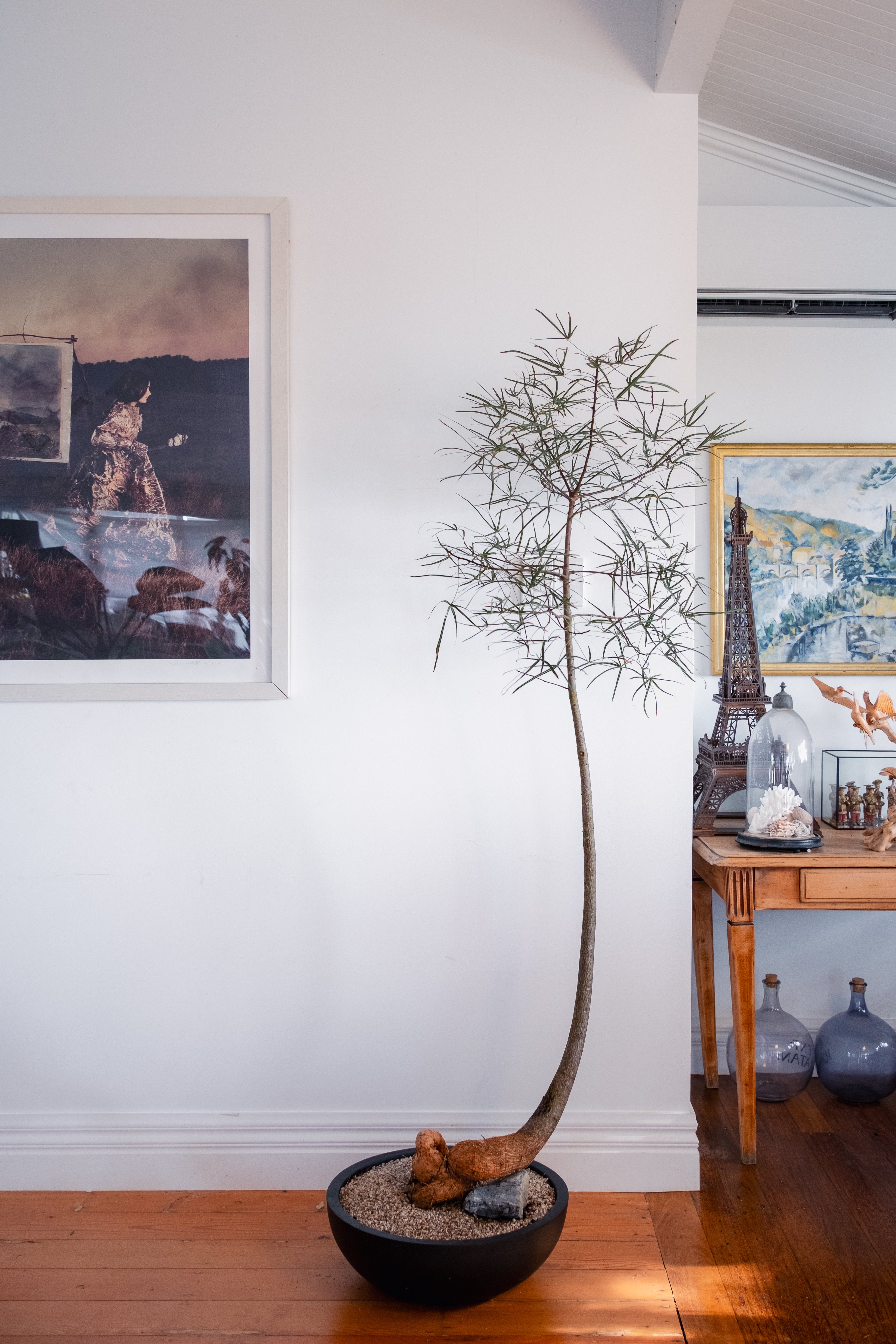 Bottle Tree (Brachychiton rupestris) in Matte Black Bowl Planter