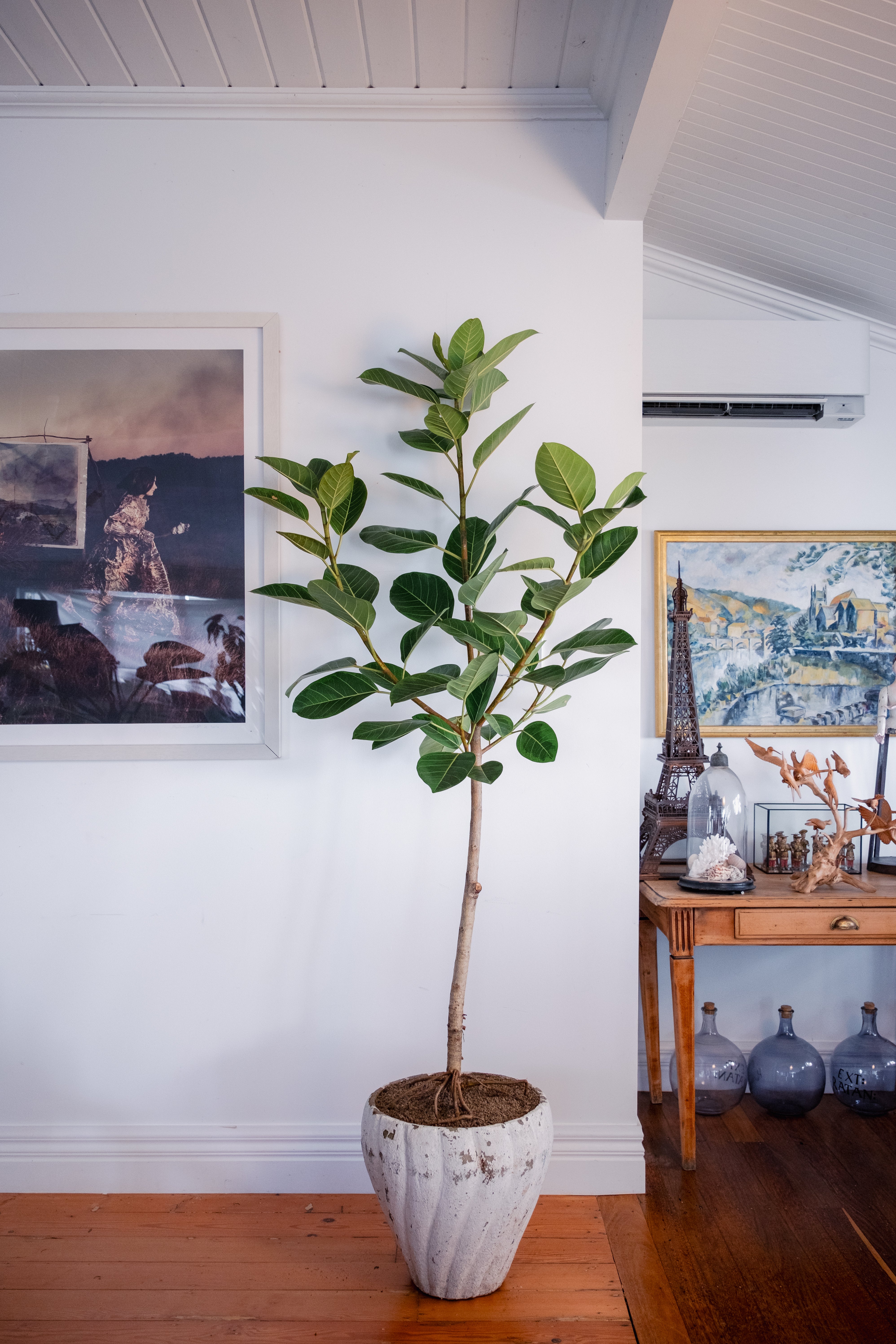 Ficus altissima in Aged White Concrete Planter