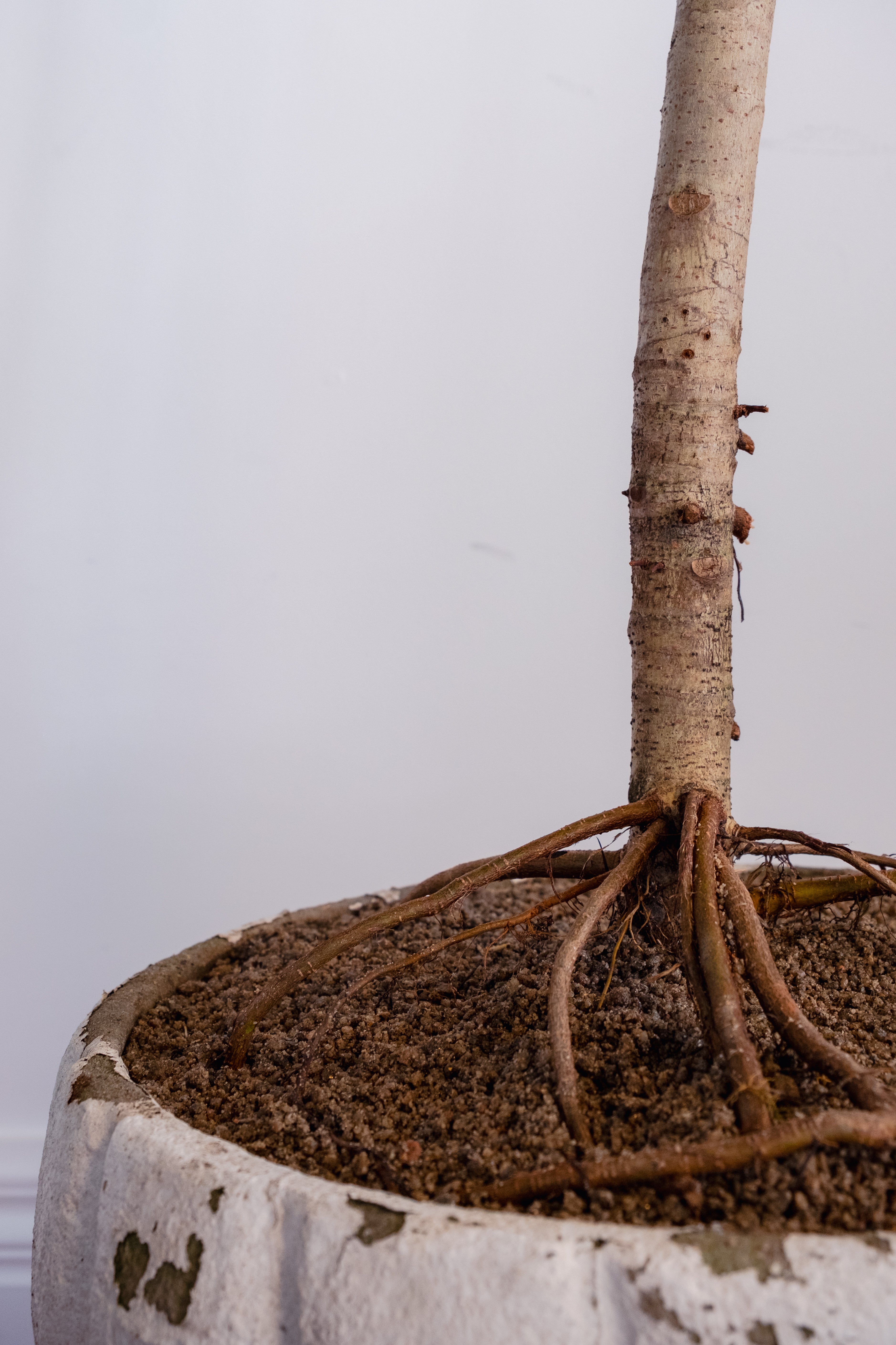 Ficus altissima in Aged White Concrete Planter