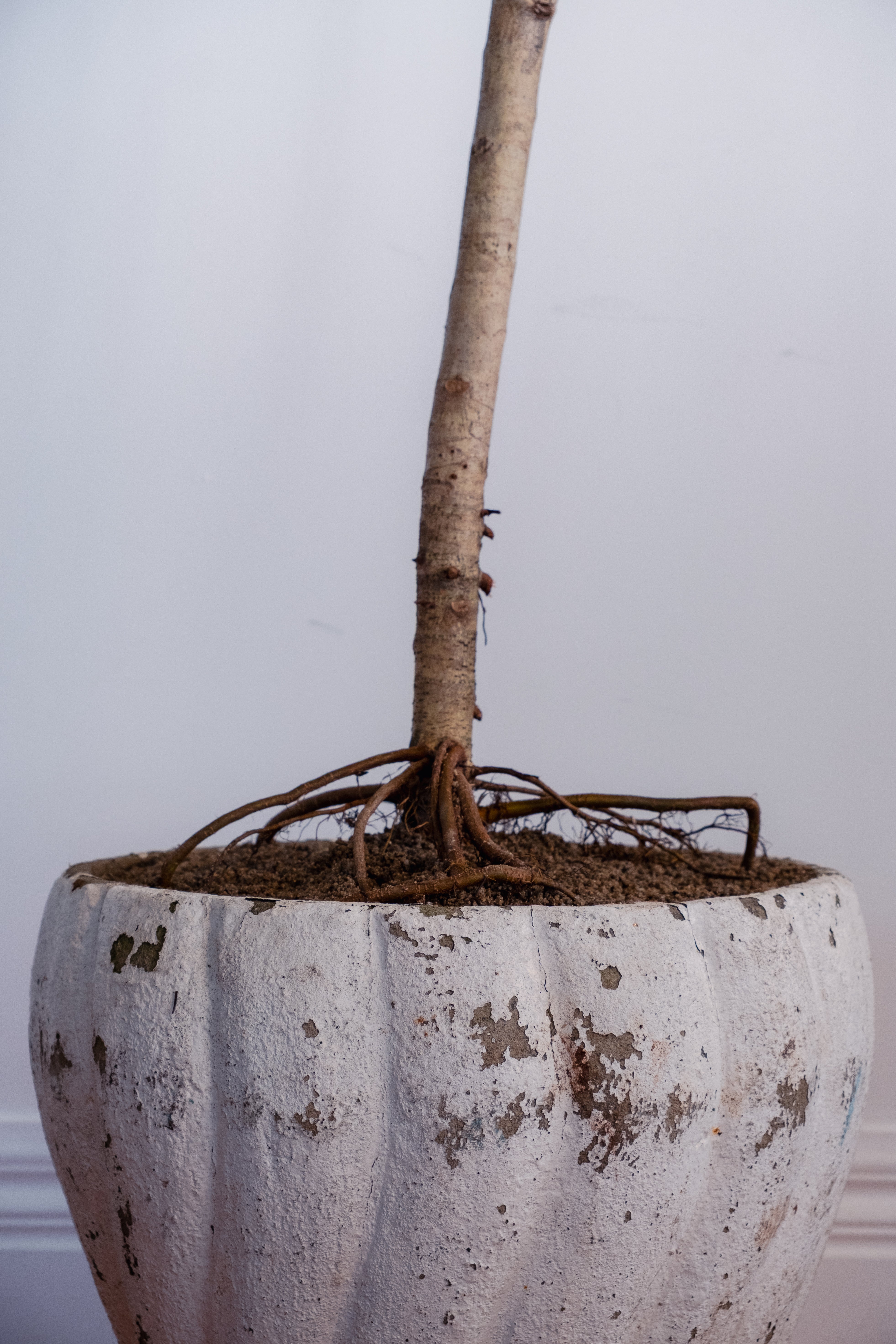 Potted plant with a thick trunk and visible roots in a textured pot against a plain background