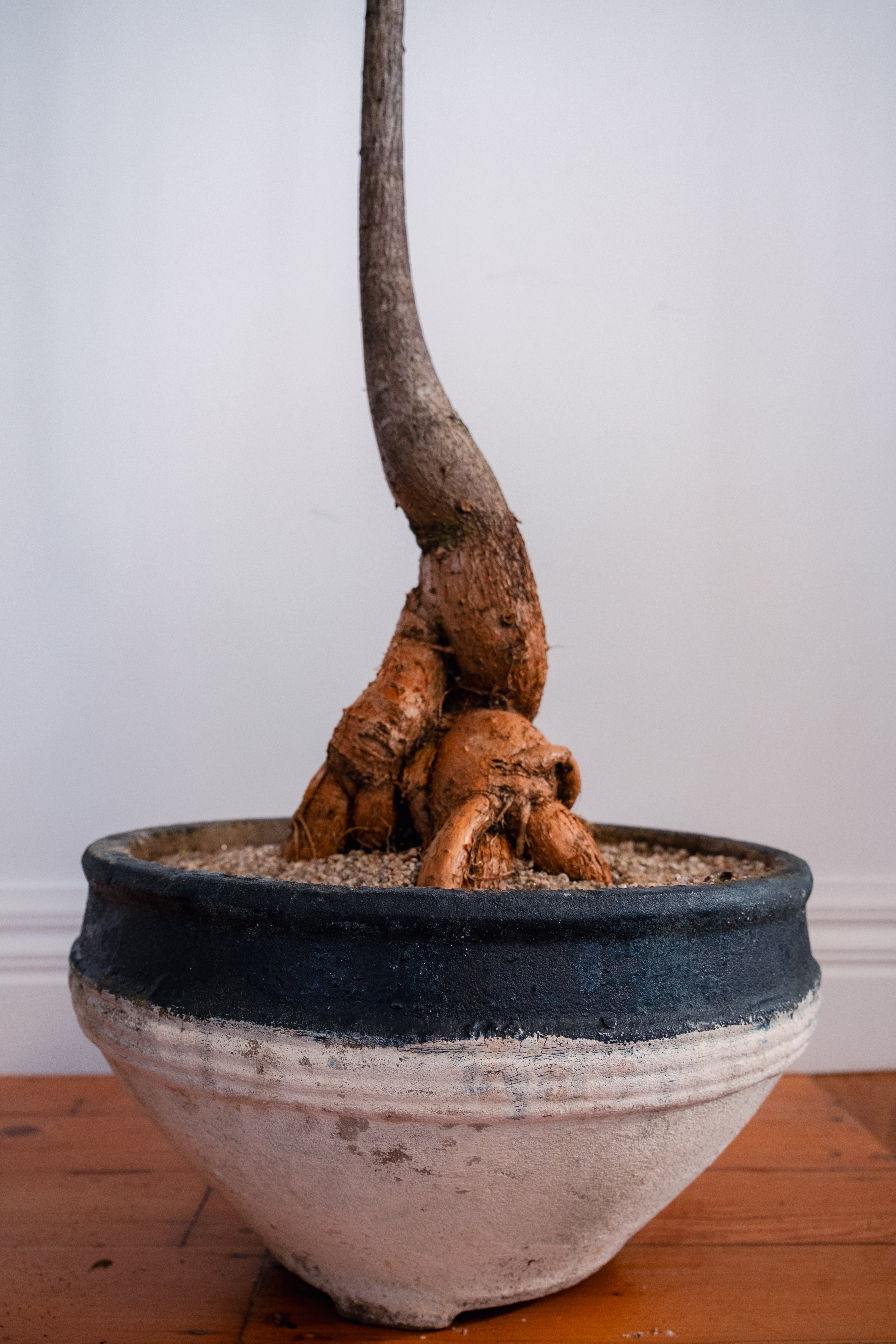 Bottle Tree (Brachychiton rupestris) in Vintage Concrete Bowl