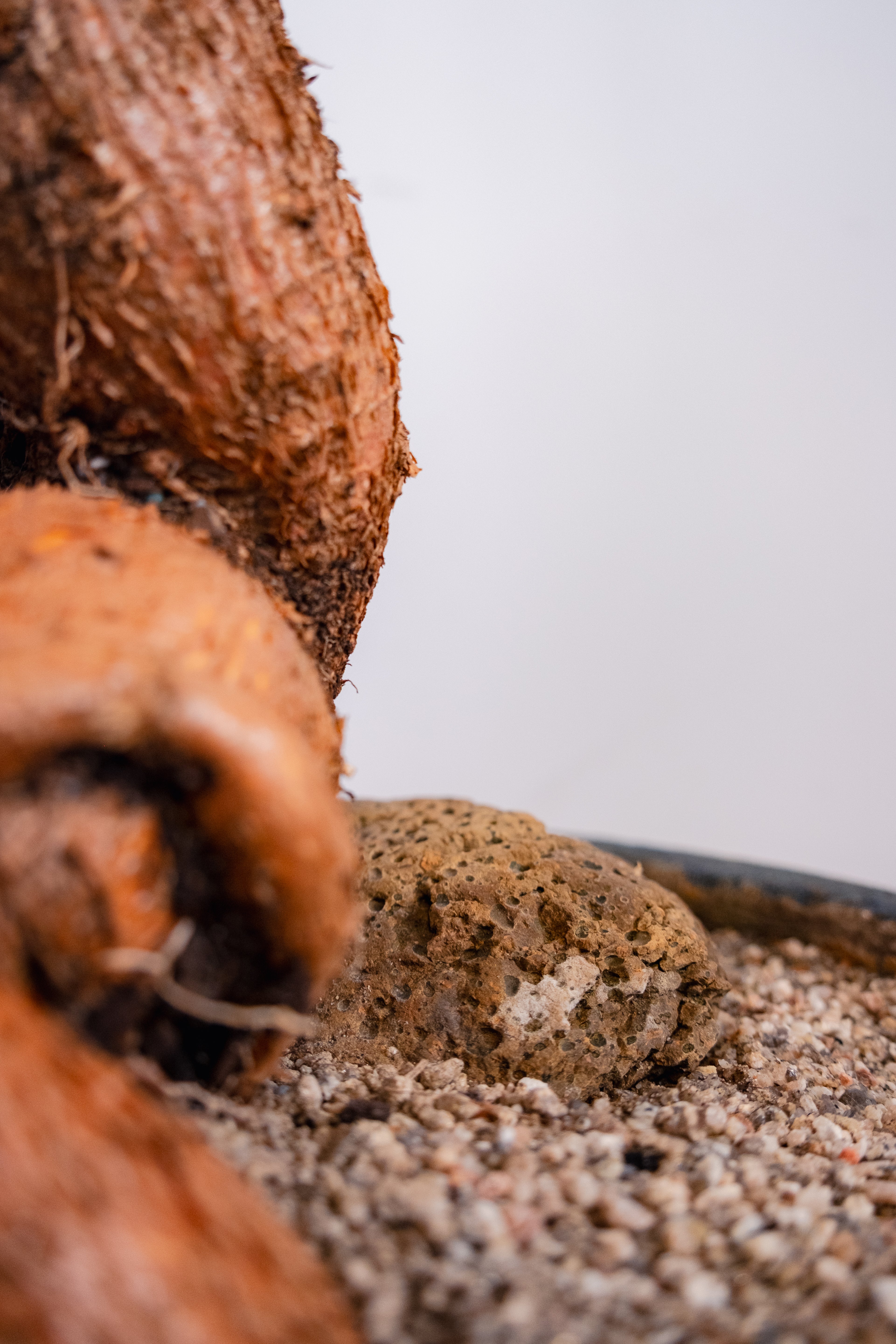 Bottle Tree (Brachychiton rupestris) in Vintage Concrete Bowl