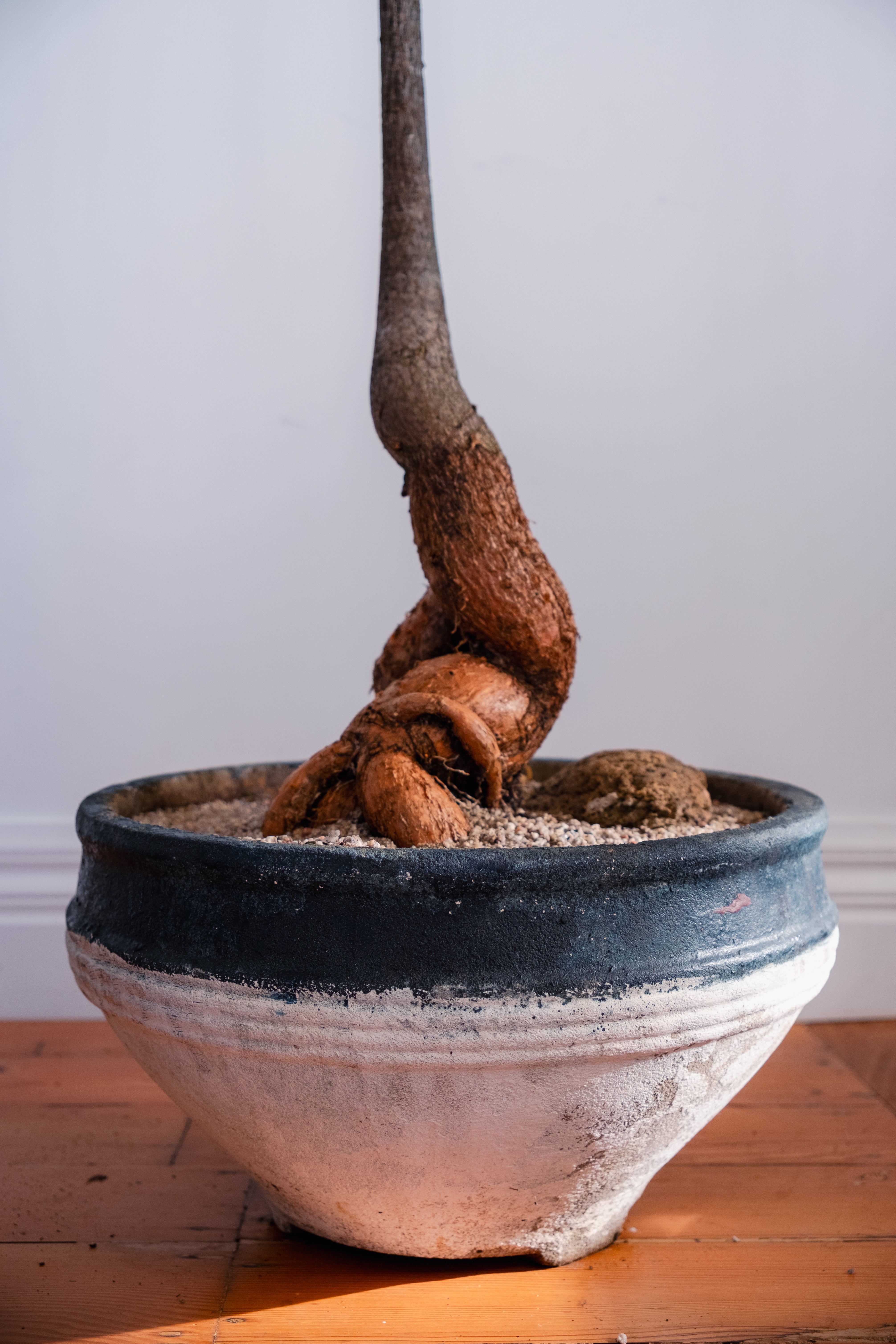 Bottle Tree (Brachychiton rupestris) in Vintage Concrete Bowl