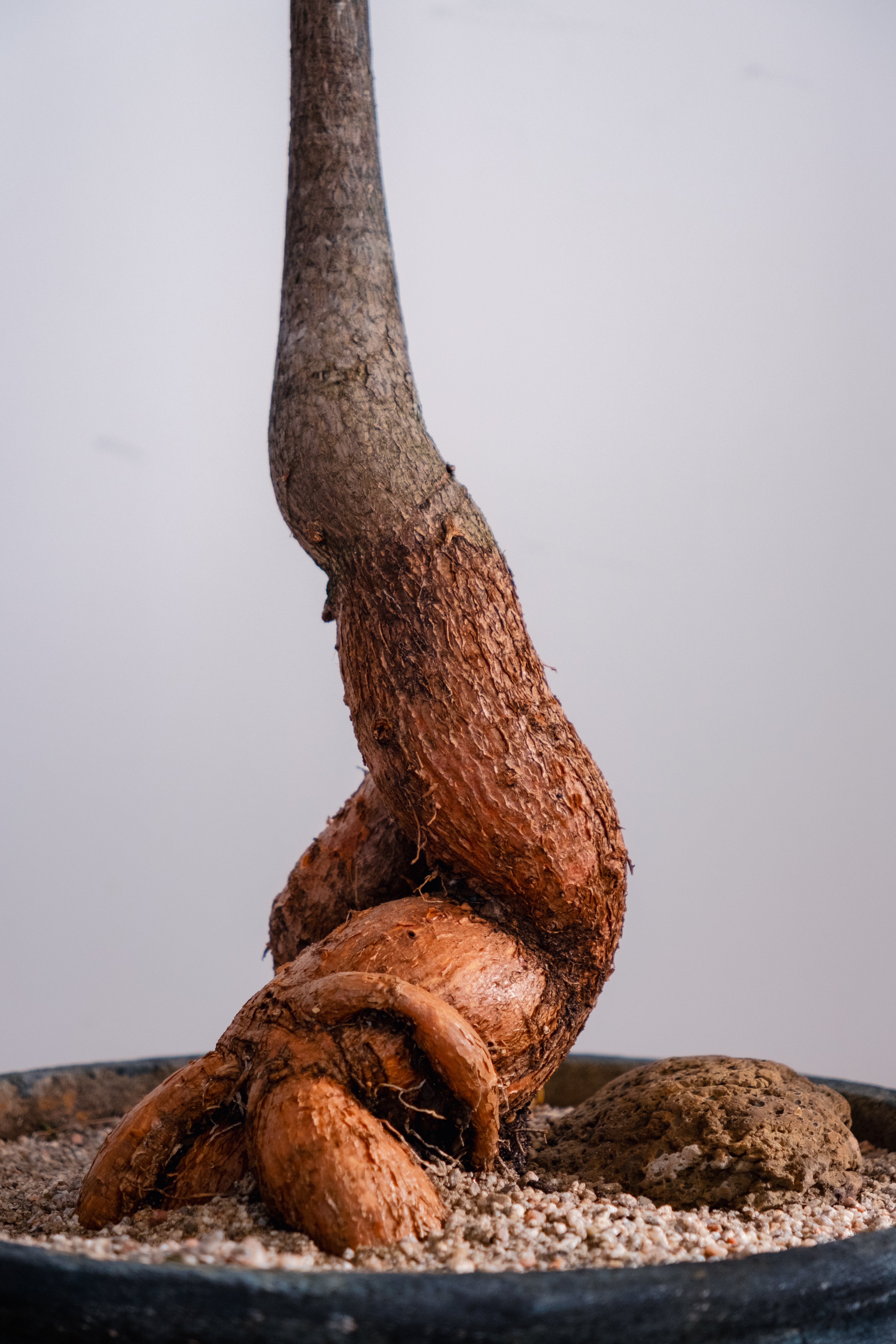Bottle Tree (Brachychiton rupestris) in Vintage Concrete Bowl