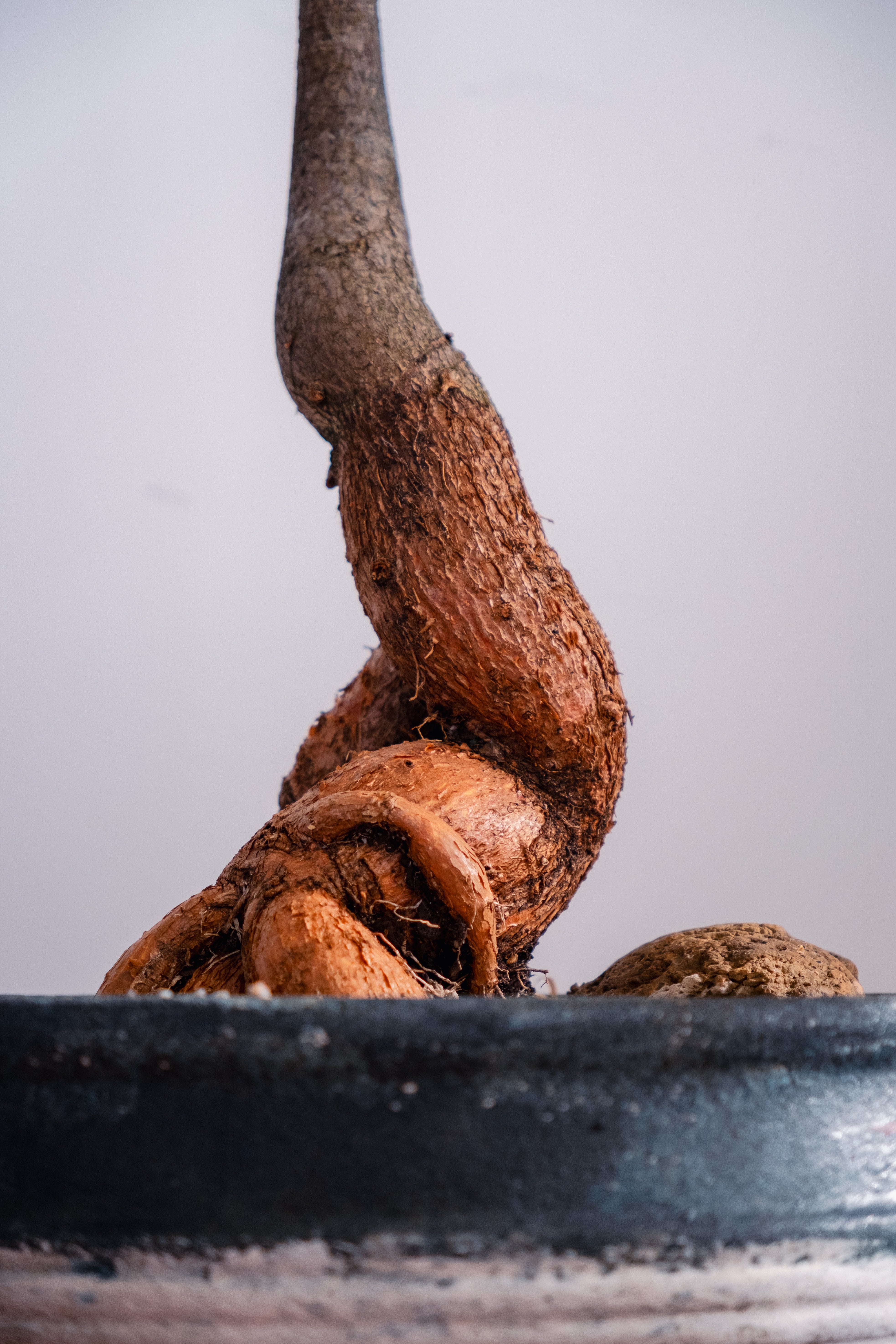 Bottle Tree (Brachychiton rupestris) in Vintage Concrete Bowl