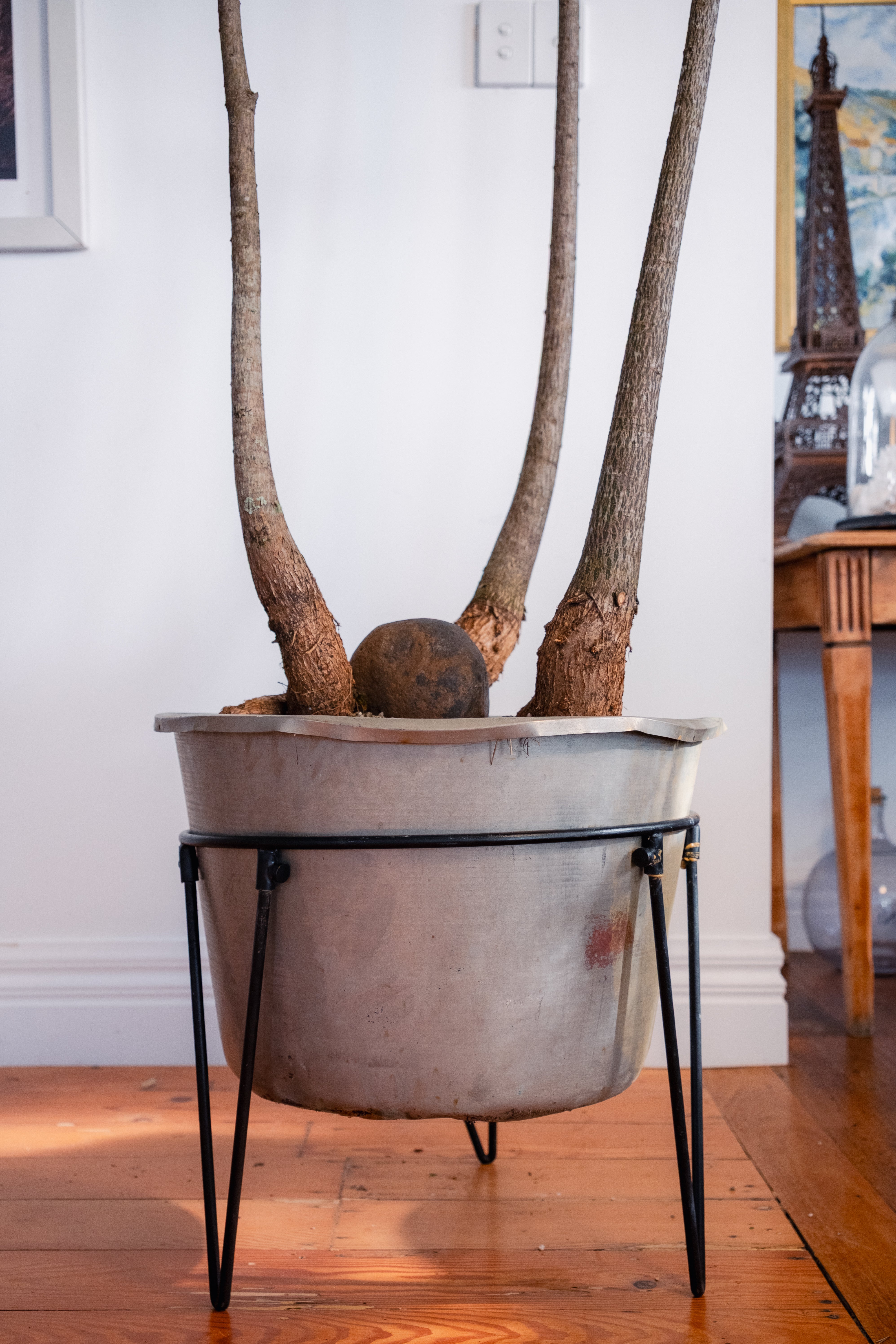 Bottle Tree Forest (Brachychiton rupestris) in Aged Copper Planter with Stand