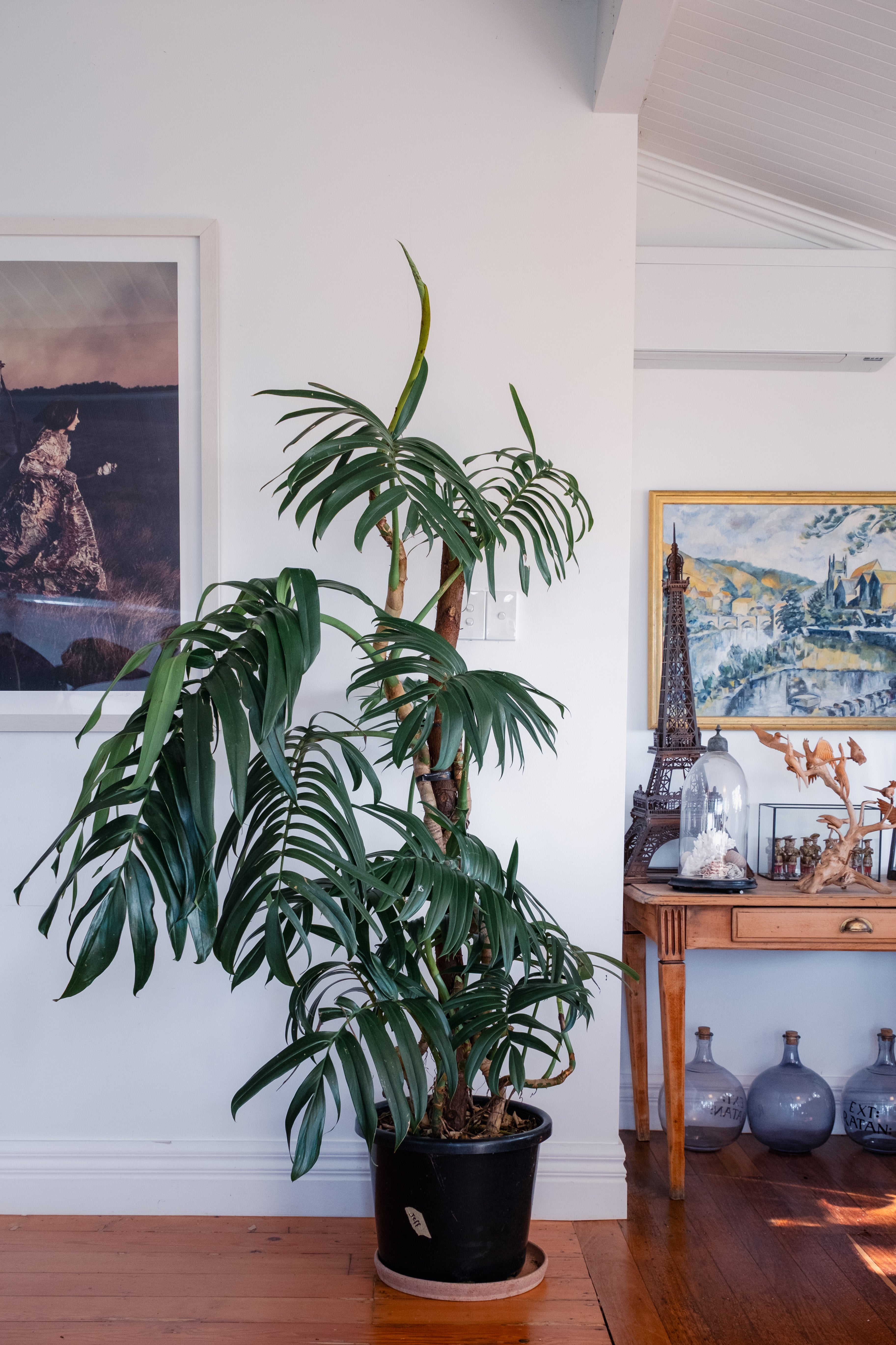 Dragon Tail Plant / Rhaphidophora decursiva / Ø40 cm / Height 1.9m / "Luis"