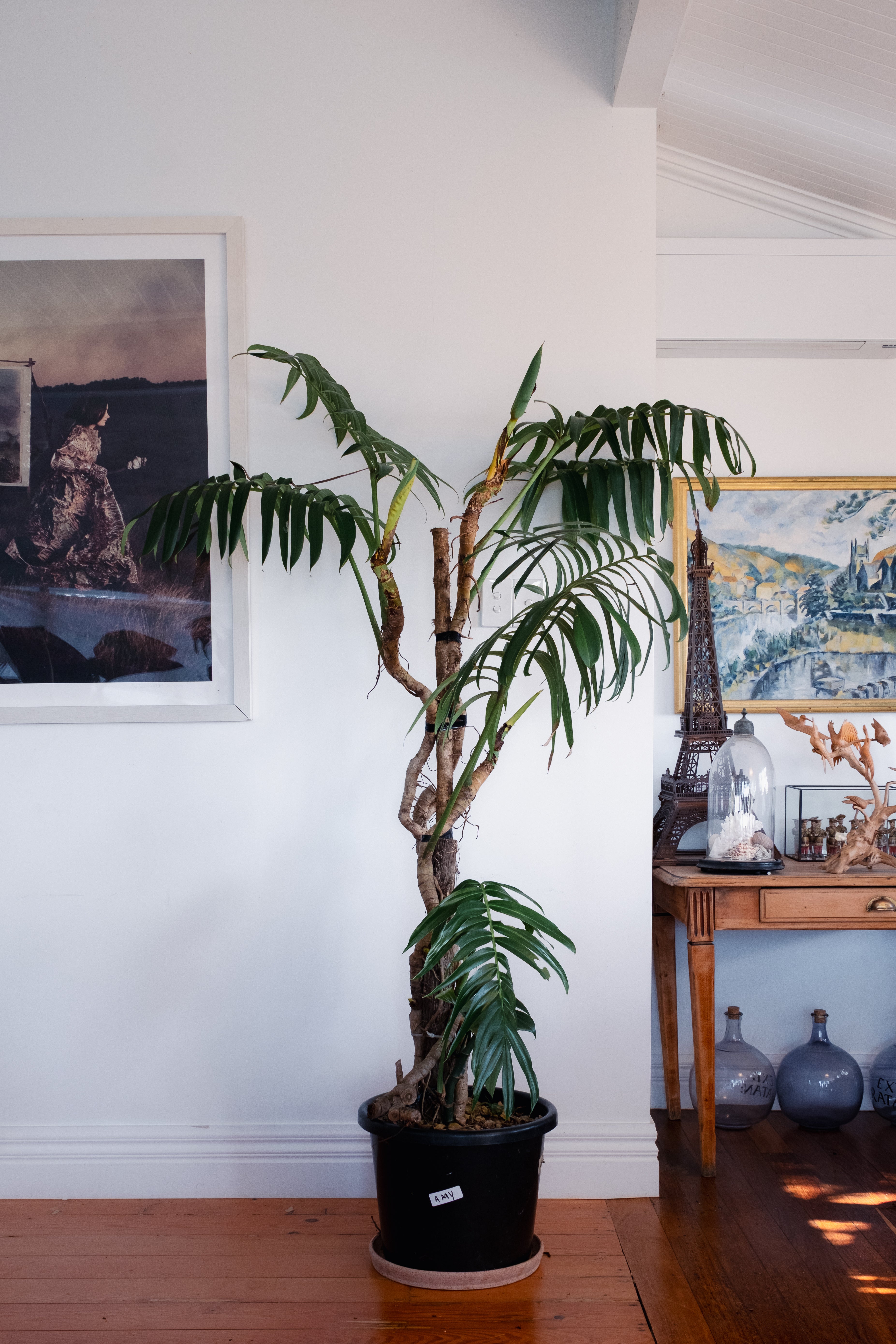 Dragon Tail Plant / Rhaphidophora decursiva / Ø40 cm / Height 1.9m / "Amy"