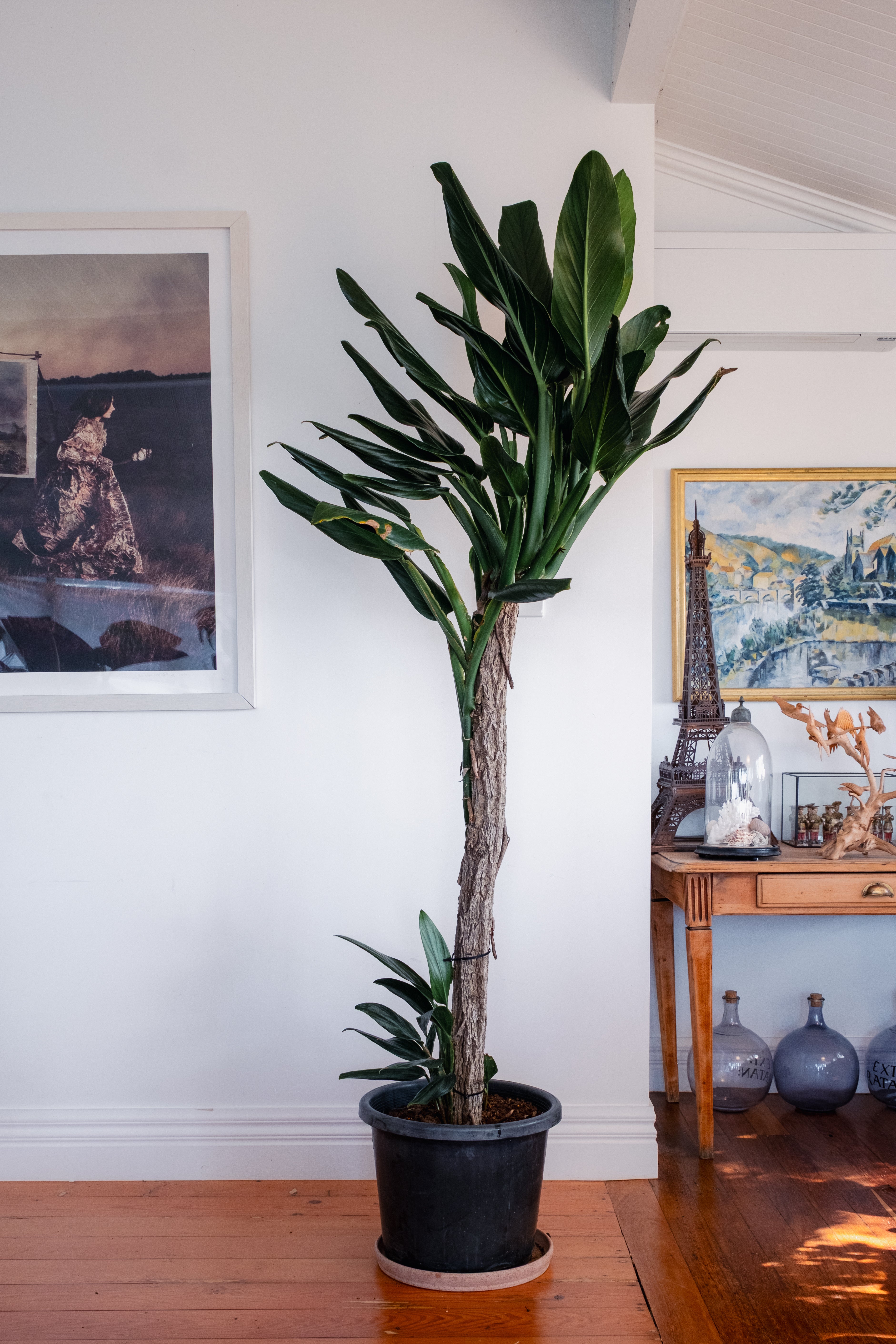 Philodendron Cobra / Monstera standleyana / Ø40 cm / Height 2.2 m