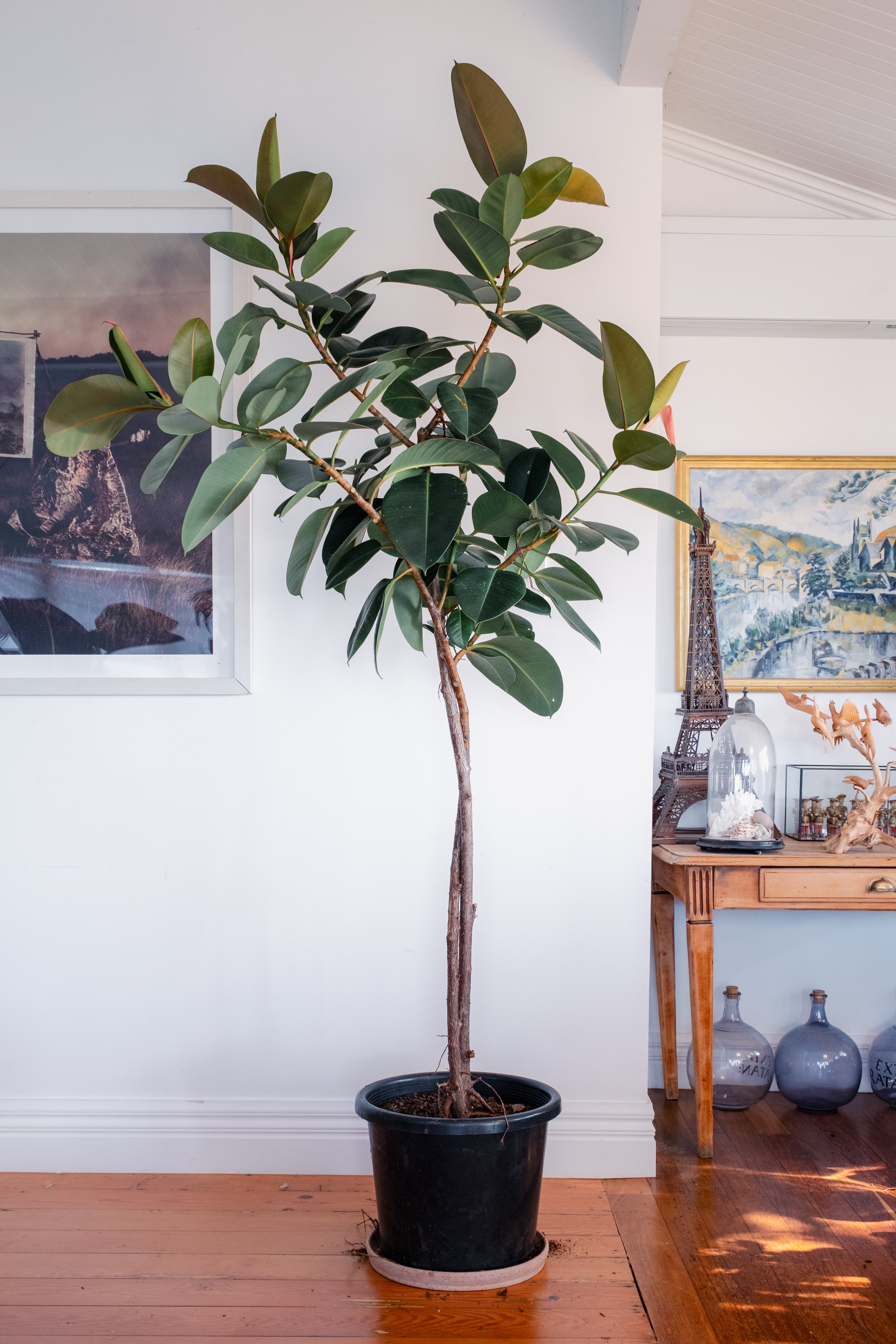 Rubber Plant / Ficus elastica ‘Robusta’ / Ø50 cm / Height 2.3 m