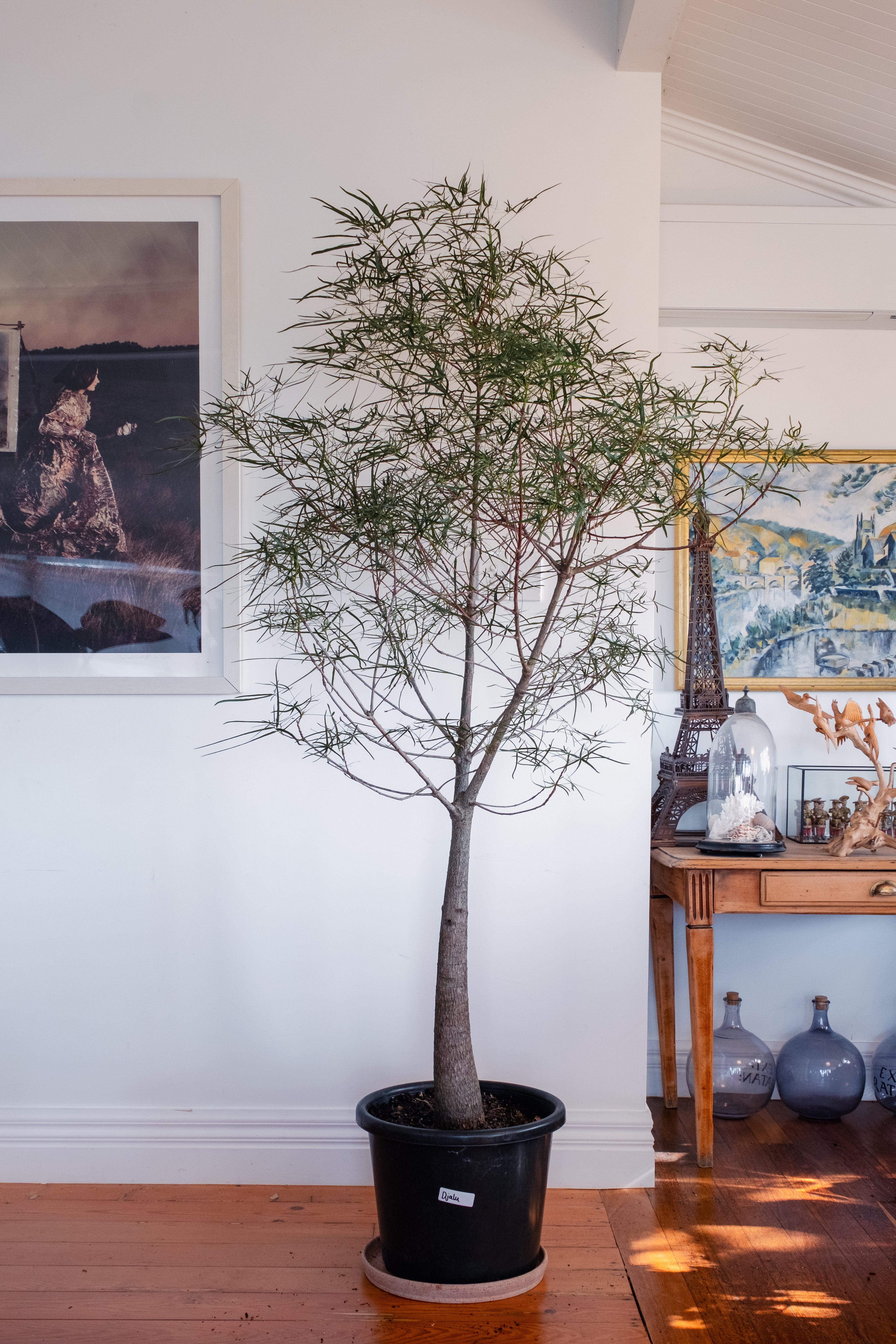 Bottle Tree / Brachychiton rupestris / Ø40 cm / Height 2.1 m 'Djalu"