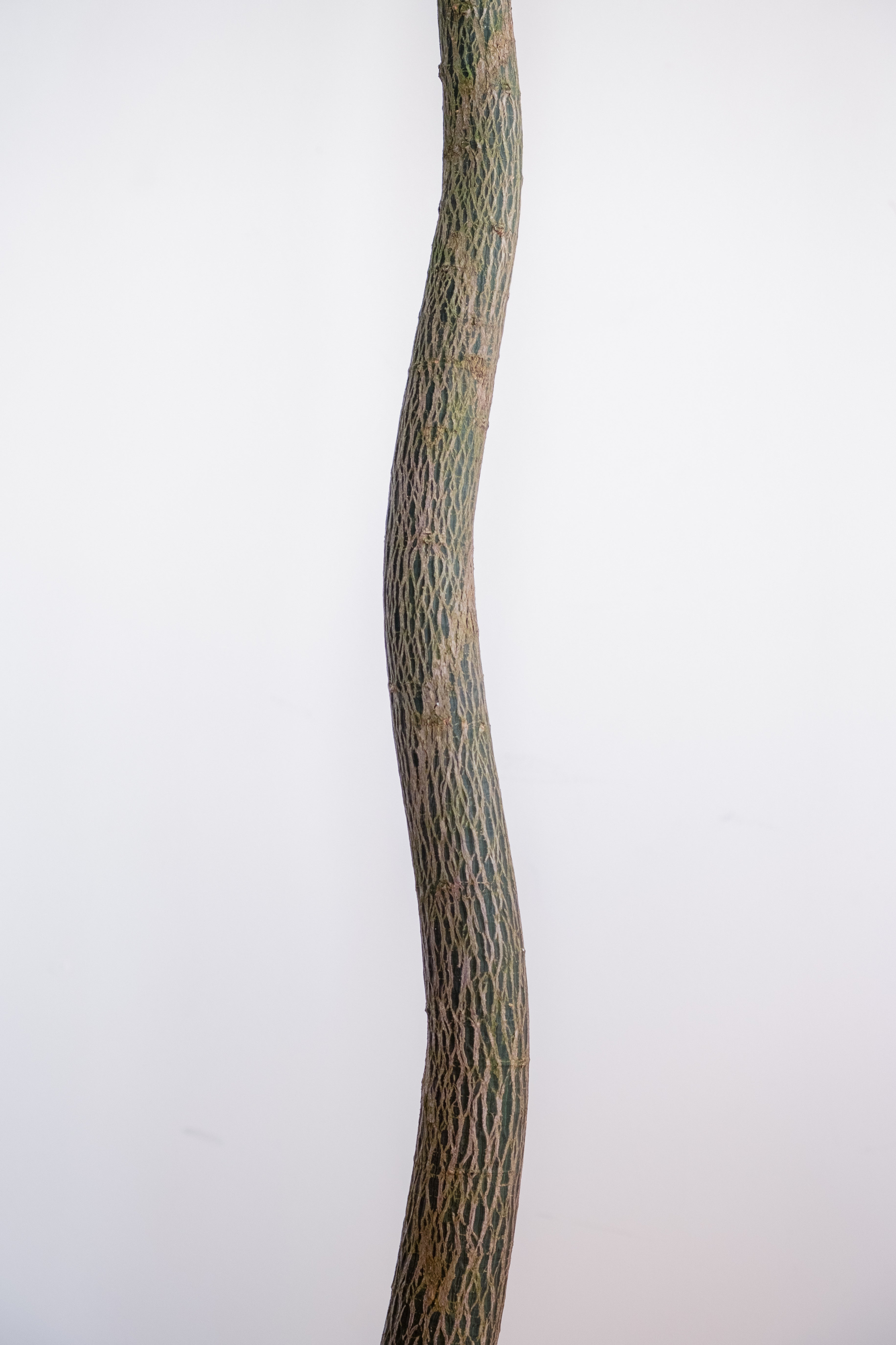 Bottle Tree / Brachychiton rupestris / Ø40 cm / Height tall as / "Latrell"