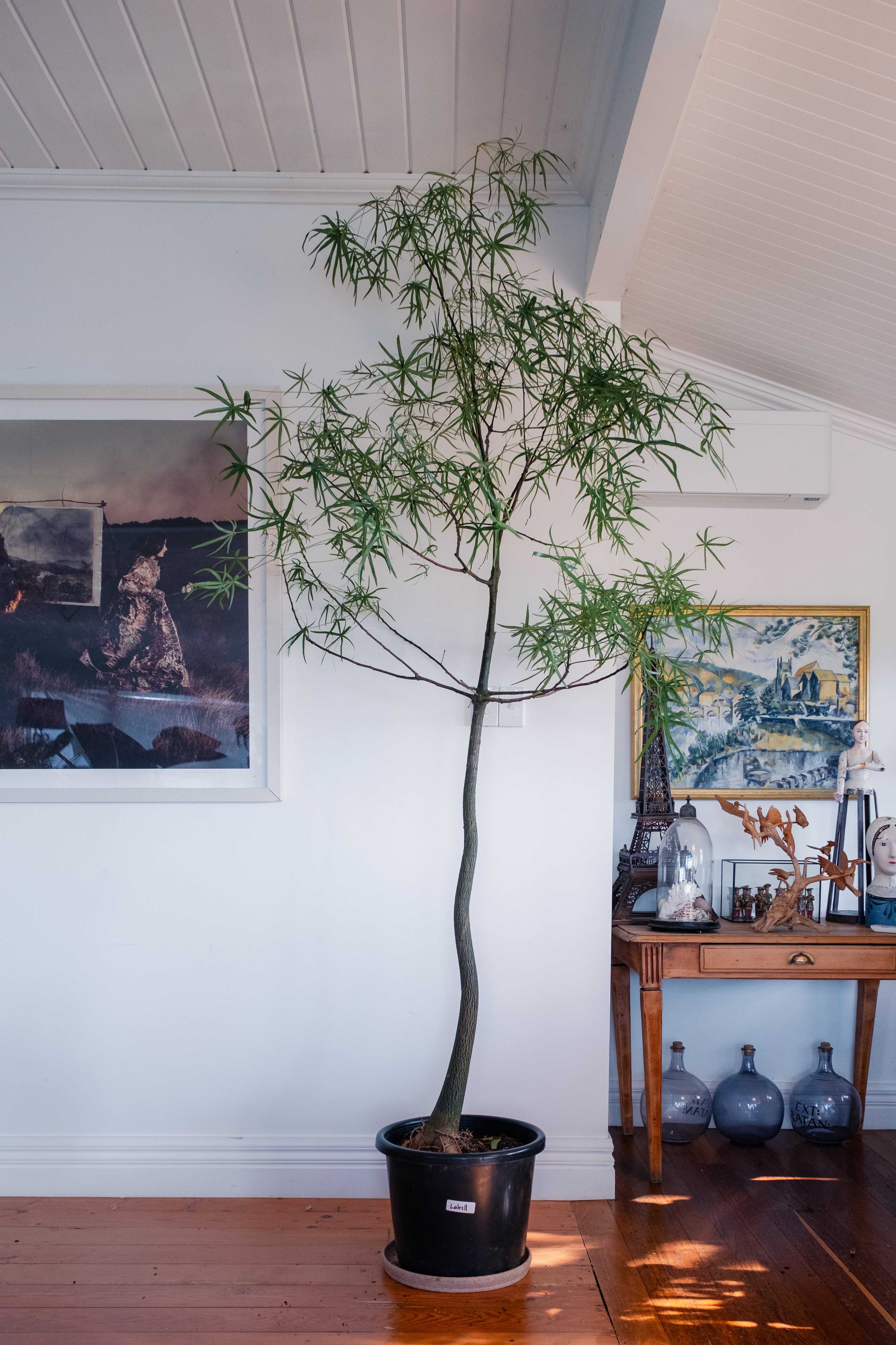 Bottle Tree / Brachychiton rupestris / Ø40 cm / Height tall as / "Latrell"