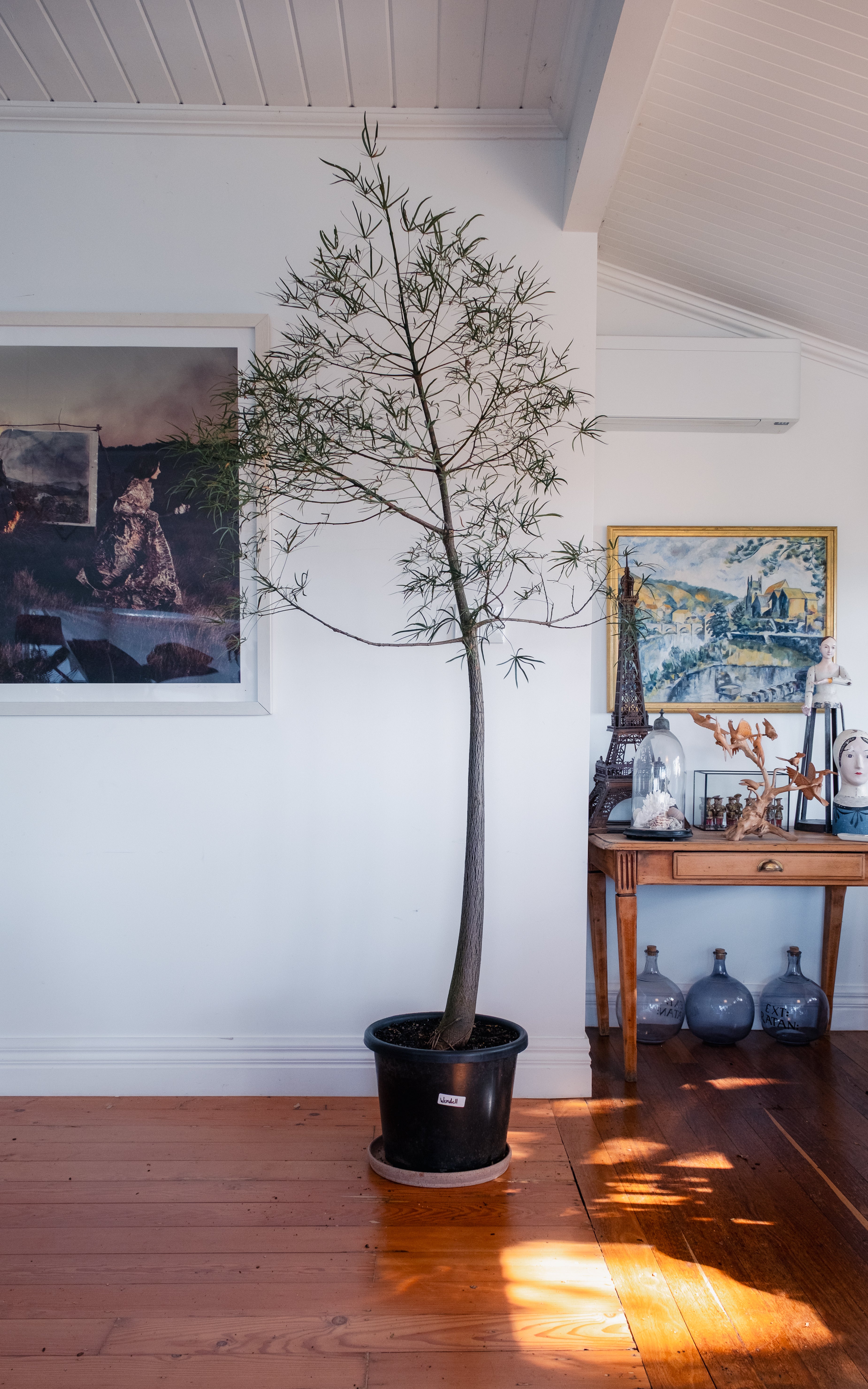 Bottle Tree / Brachychiton rupestris / Ø40 cm / Height 2.1 m / "Wendell"