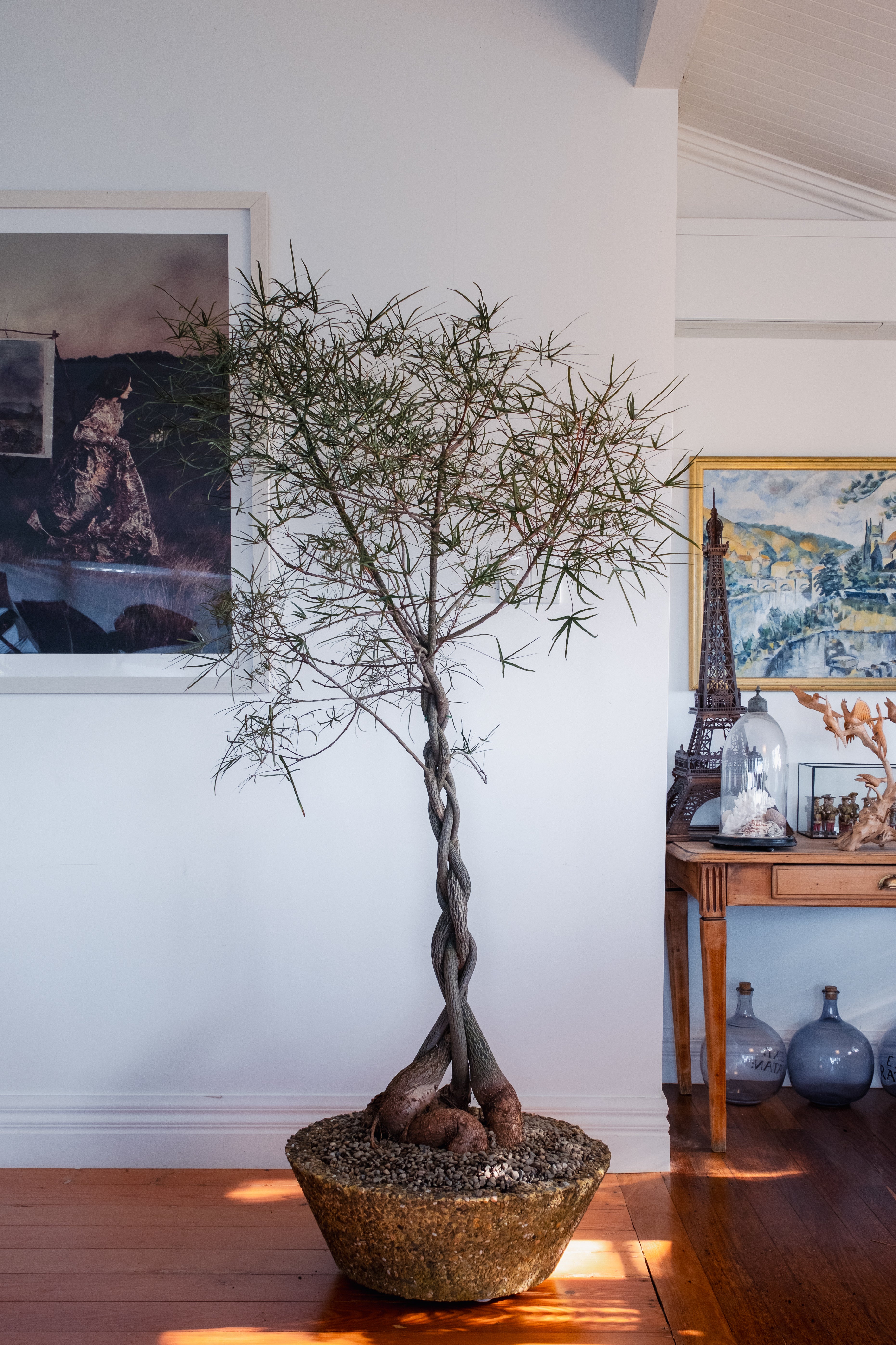 Bottle Tree (Brachychiton rupestris) Plaited Form in Vintage Aggregate Concrete Planter