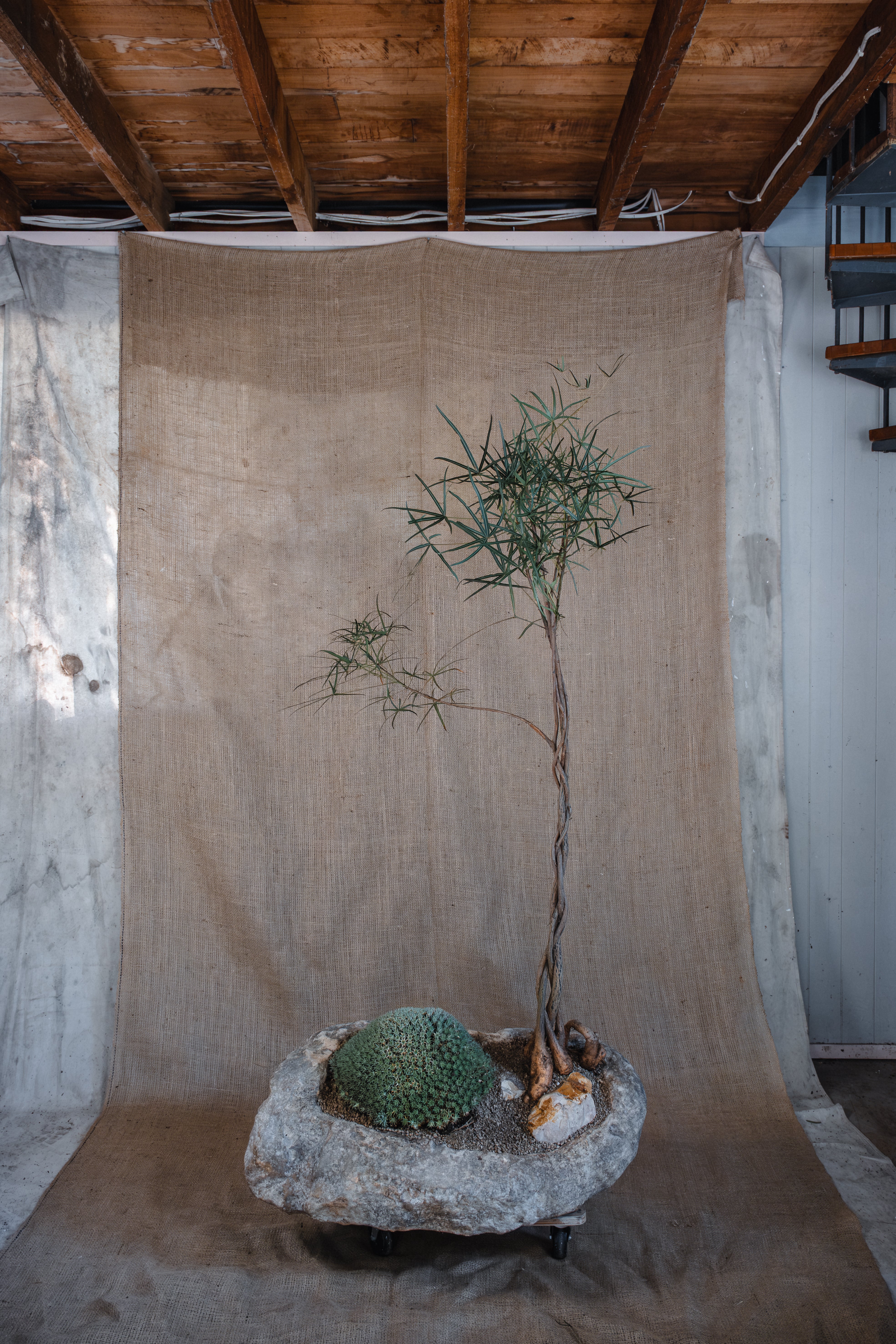 DEUTEROCOHNIA BREVIFOLIA AND BRACHYCHITON RUPESTRIS IN INDESIGN LIMESTONE POT