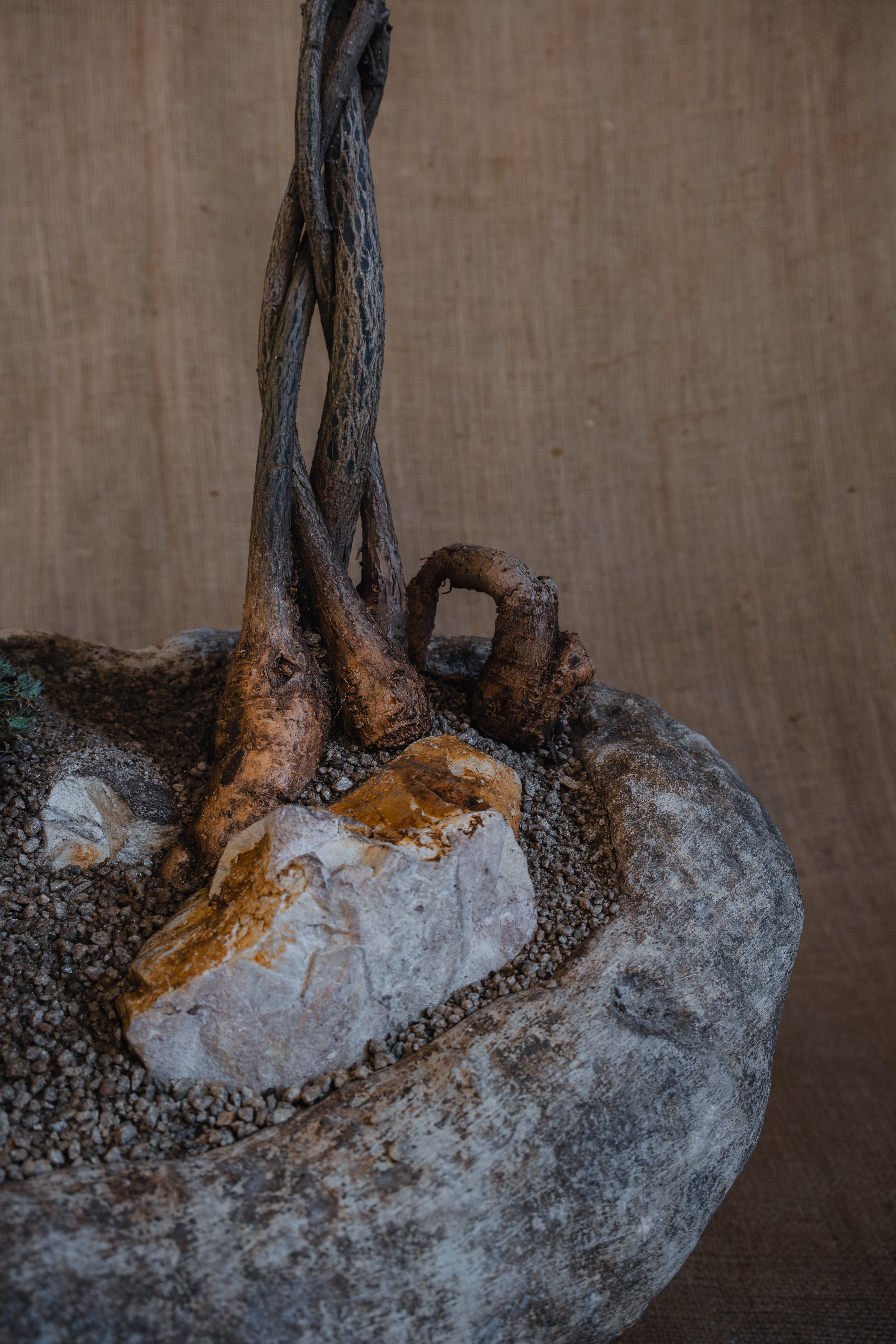 DEUTEROCOHNIA BREVIFOLIA AND BRACHYCHITON RUPESTRIS IN INDESIGN LIMESTONE POT