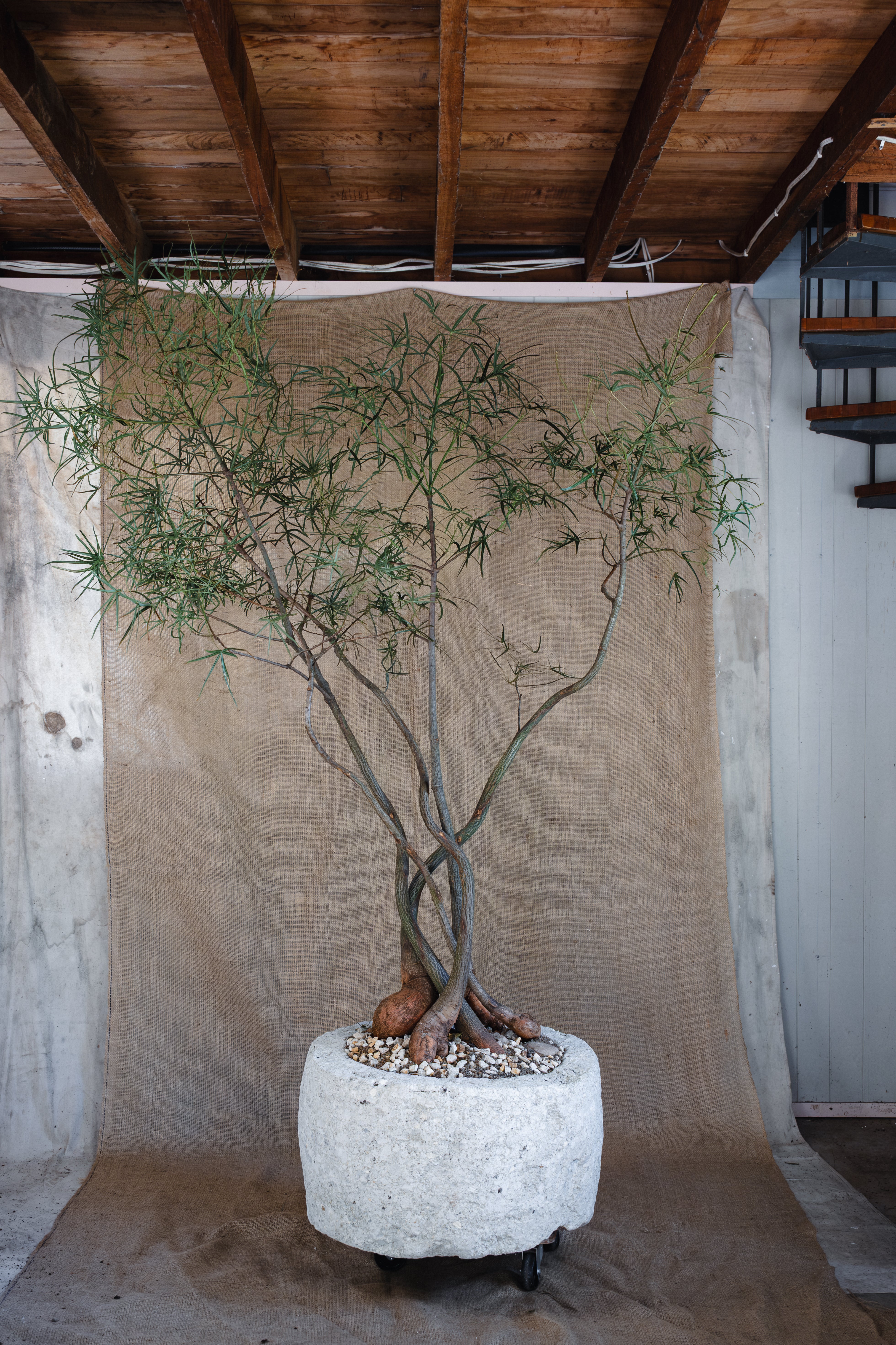 QLD BOTTLE TREE FOREST IN INDESIGN INDONESIAN LIMESTONE TROUGH