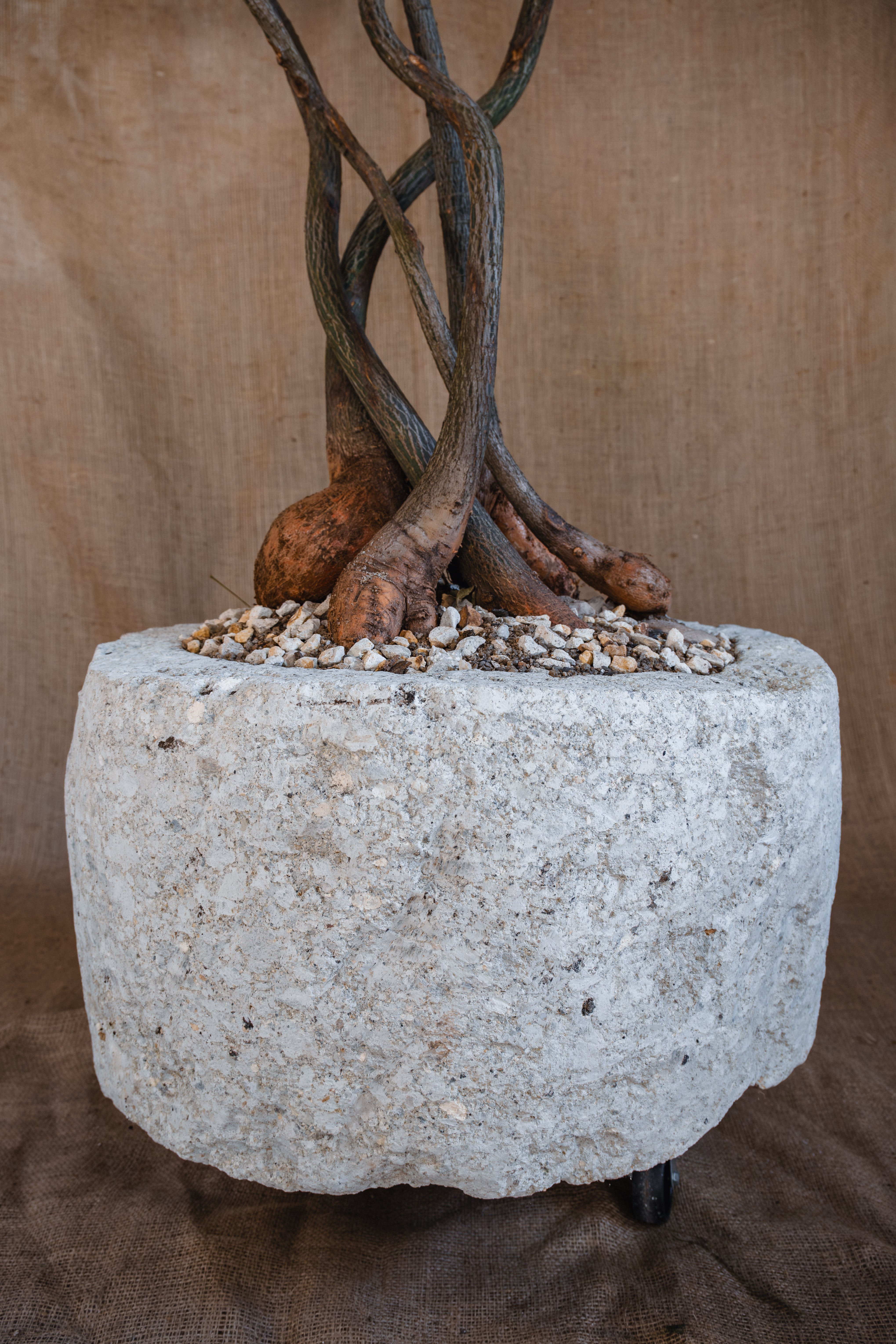QLD BOTTLE TREE FOREST IN INDESIGN INDONESIAN LIMESTONE TROUGH