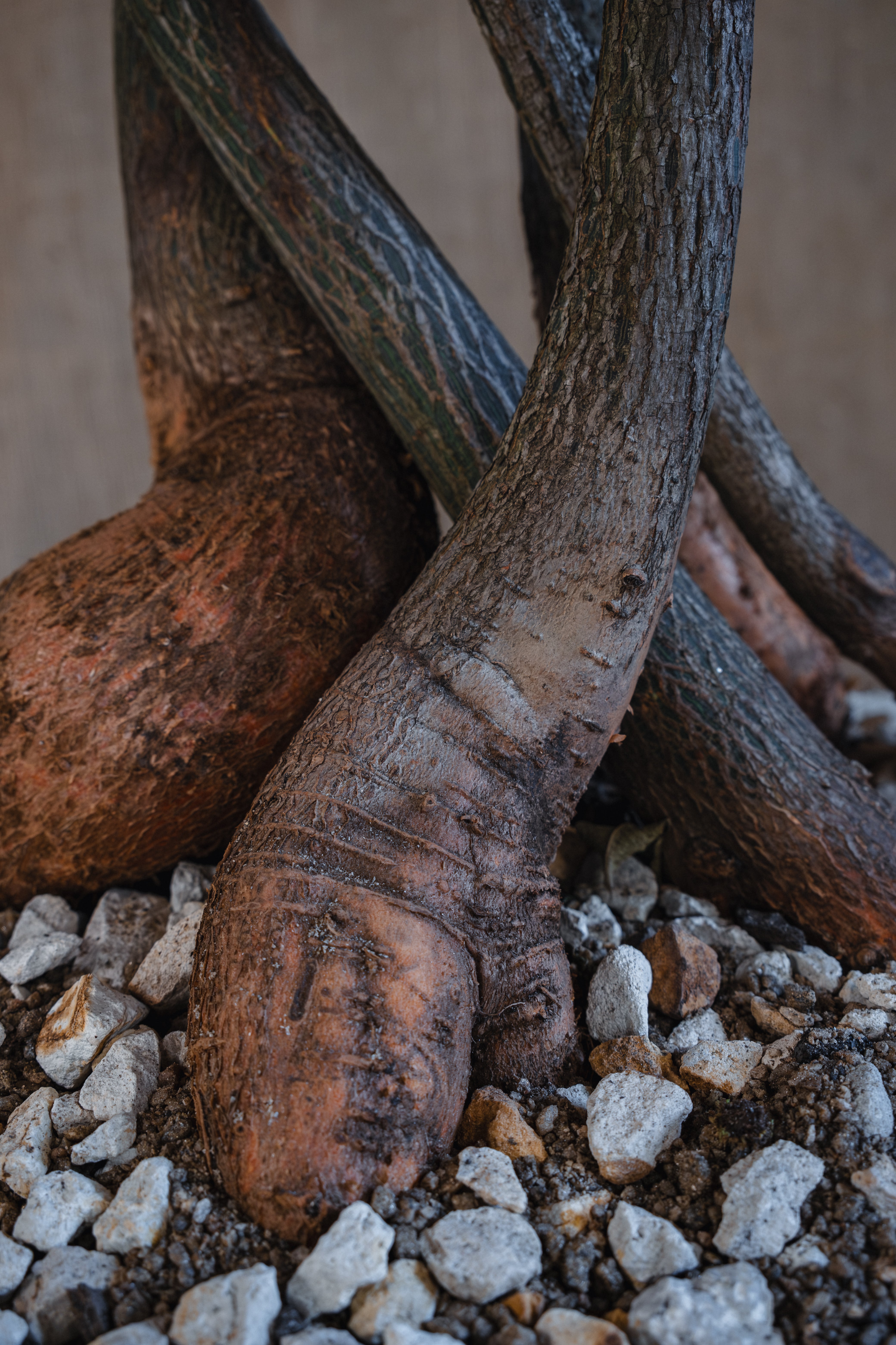 QLD BOTTLE TREE FOREST IN INDESIGN INDONESIAN LIMESTONE TROUGH