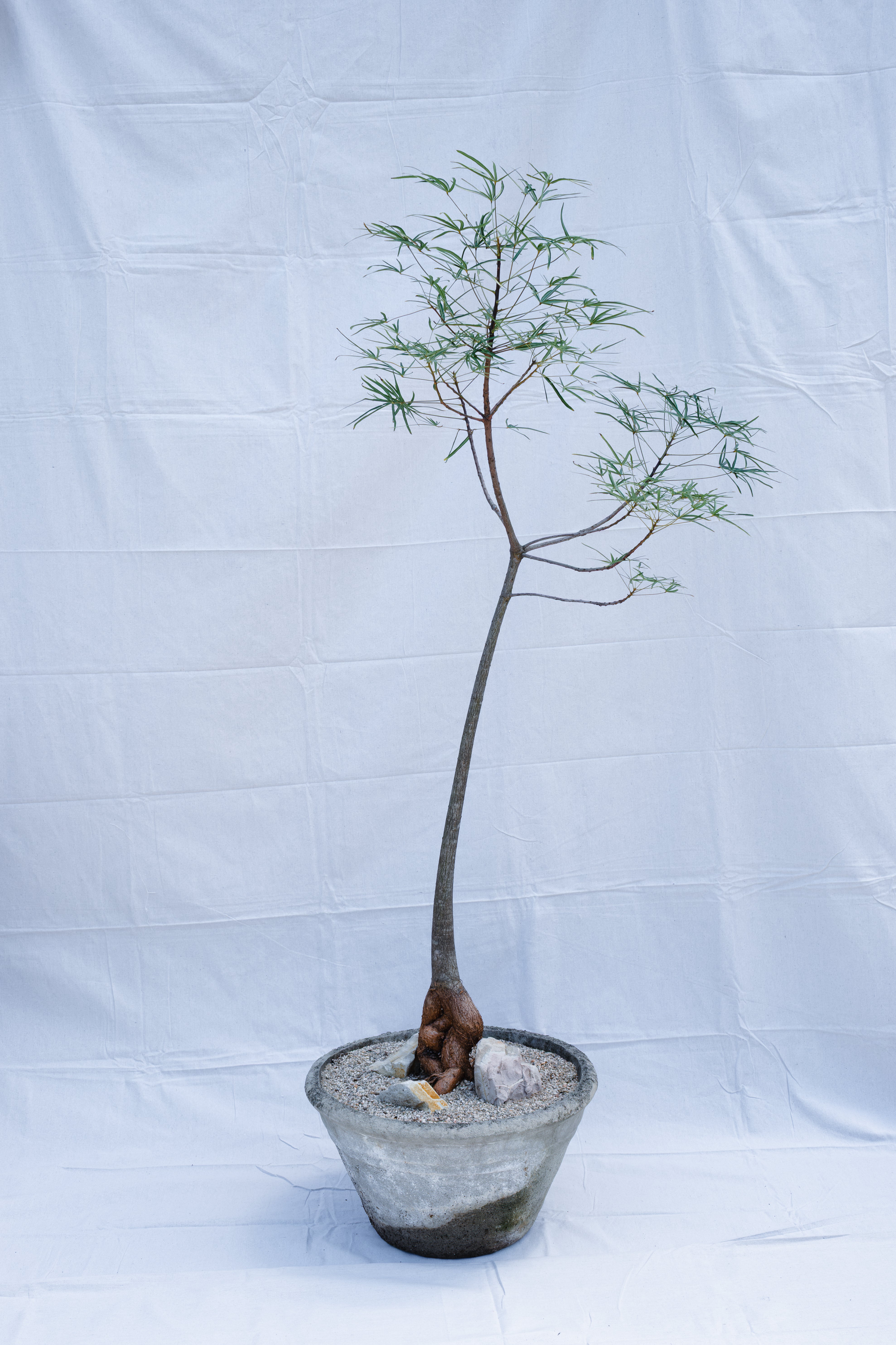 BRACHYCHITON RUPESTRIS IN VINTAGE CONCRETE PLANTER