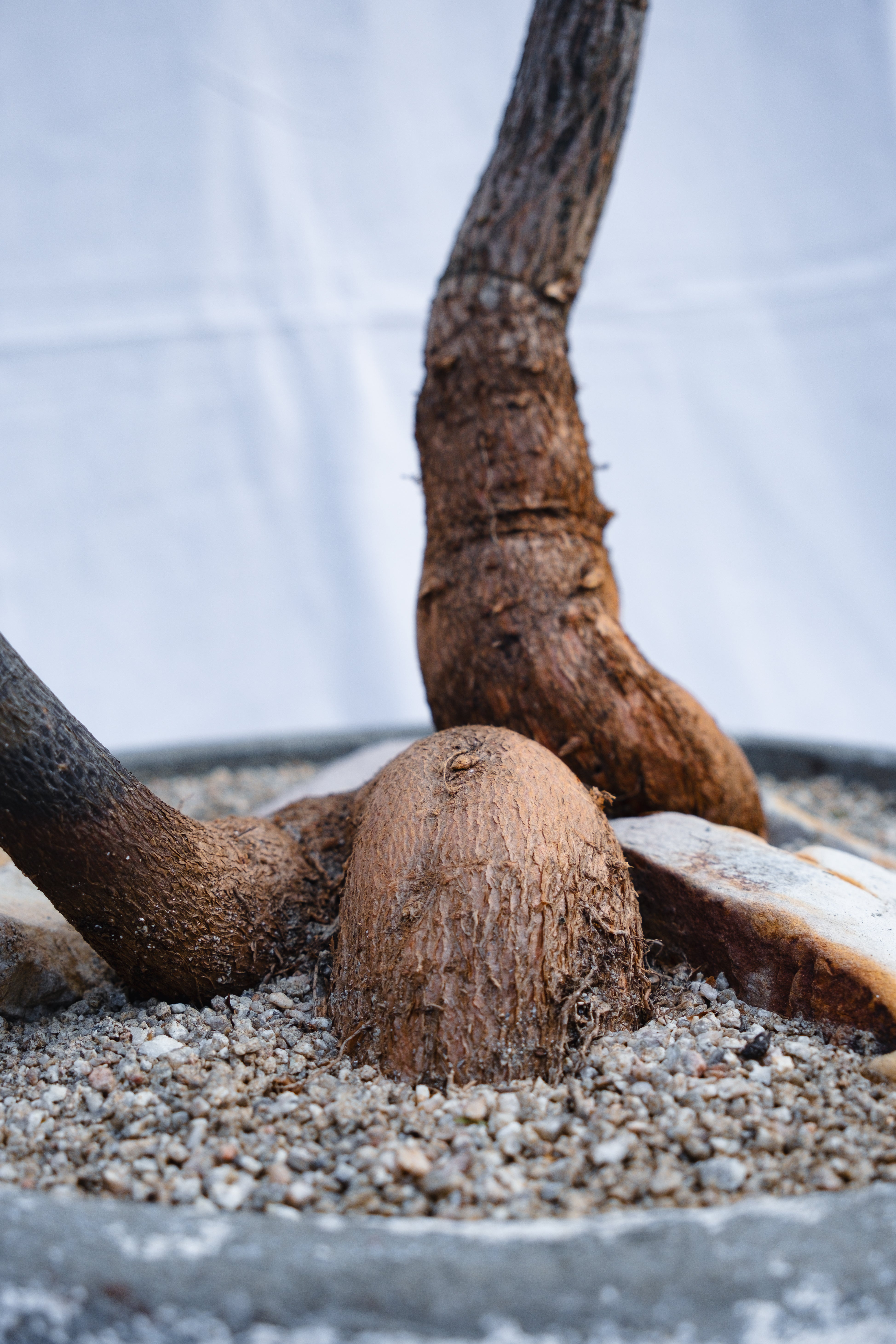 DOUBLE PLANTED BRACHYCHITON RUPESTRIS IN VINTAGE CONCRETE PLANTER
