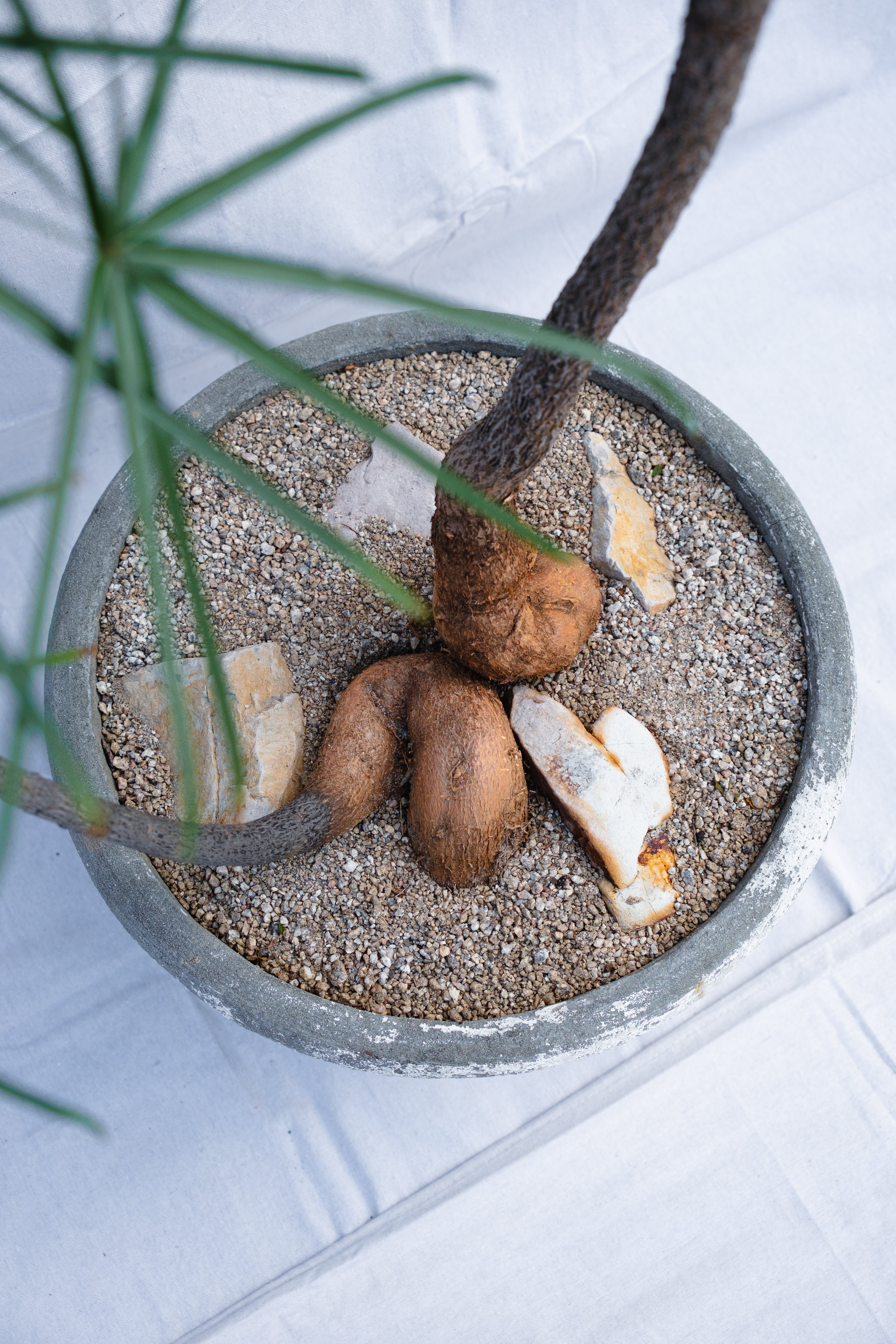 DOUBLE PLANTED BRACHYCHITON RUPESTRIS IN VINTAGE CONCRETE PLANTER