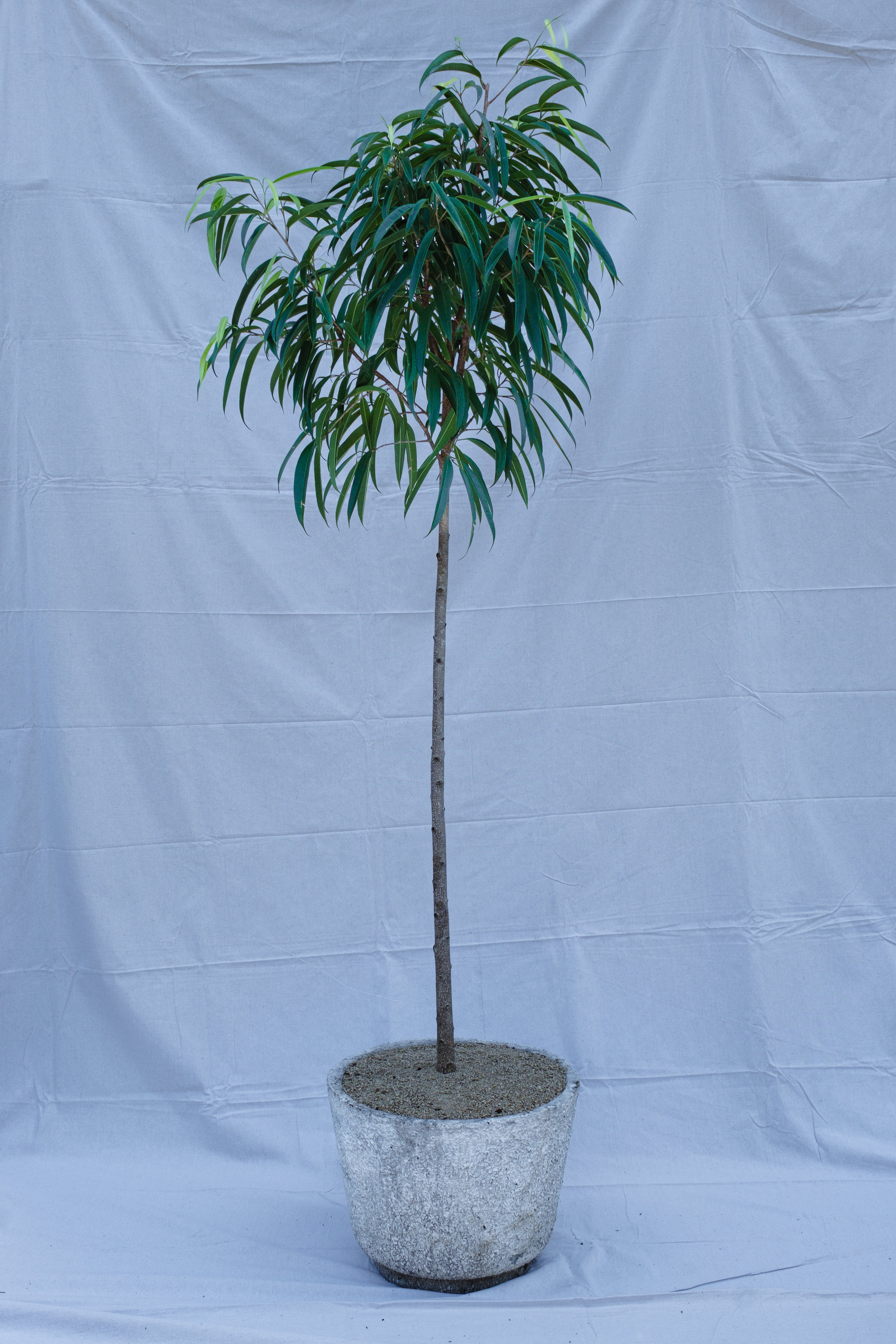 FICUS LONGIFOLIA IN VINTAGE CONCRETE PLANTER