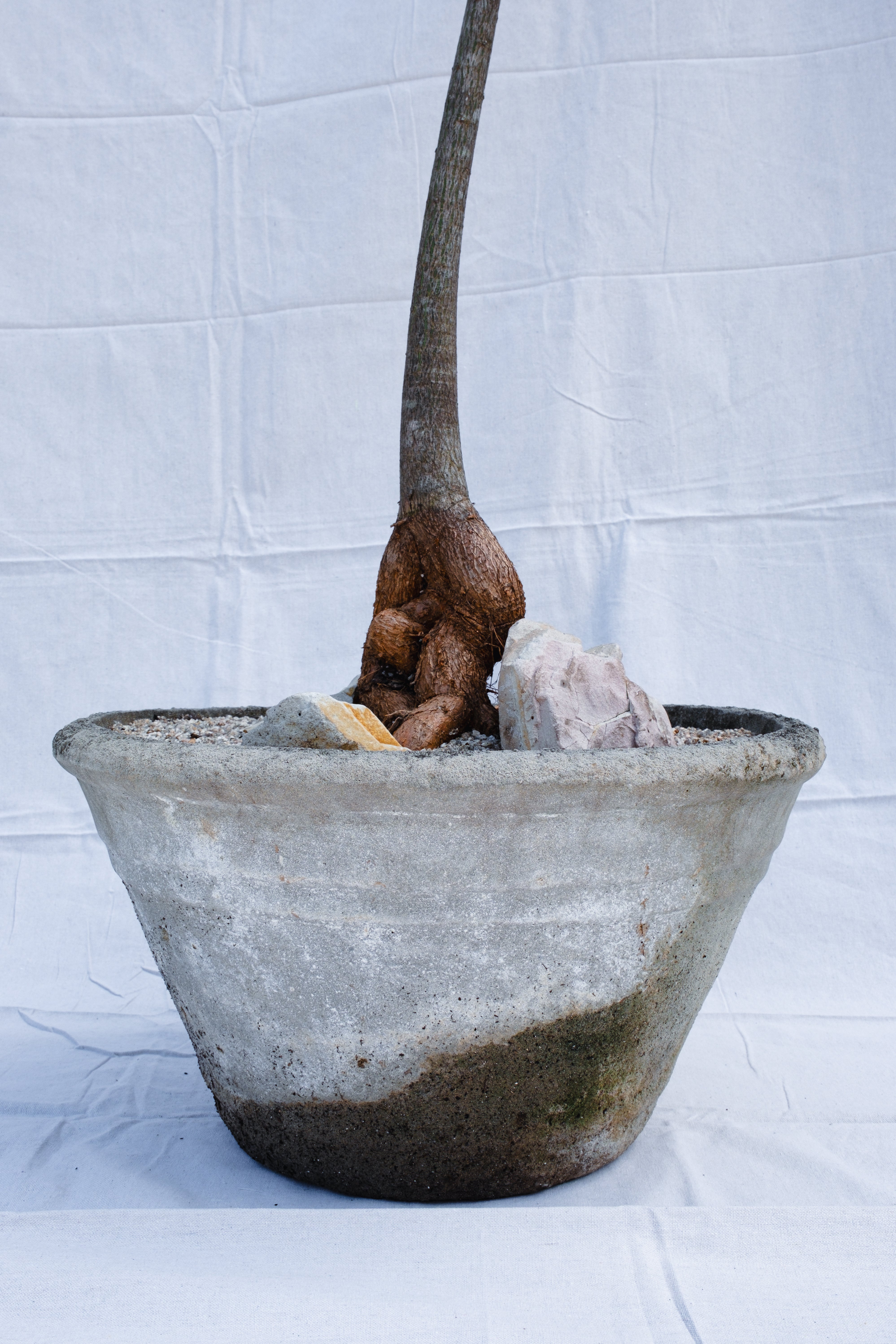 BRACHYCHITON RUPESTRIS IN VINTAGE CONCRETE PLANTER