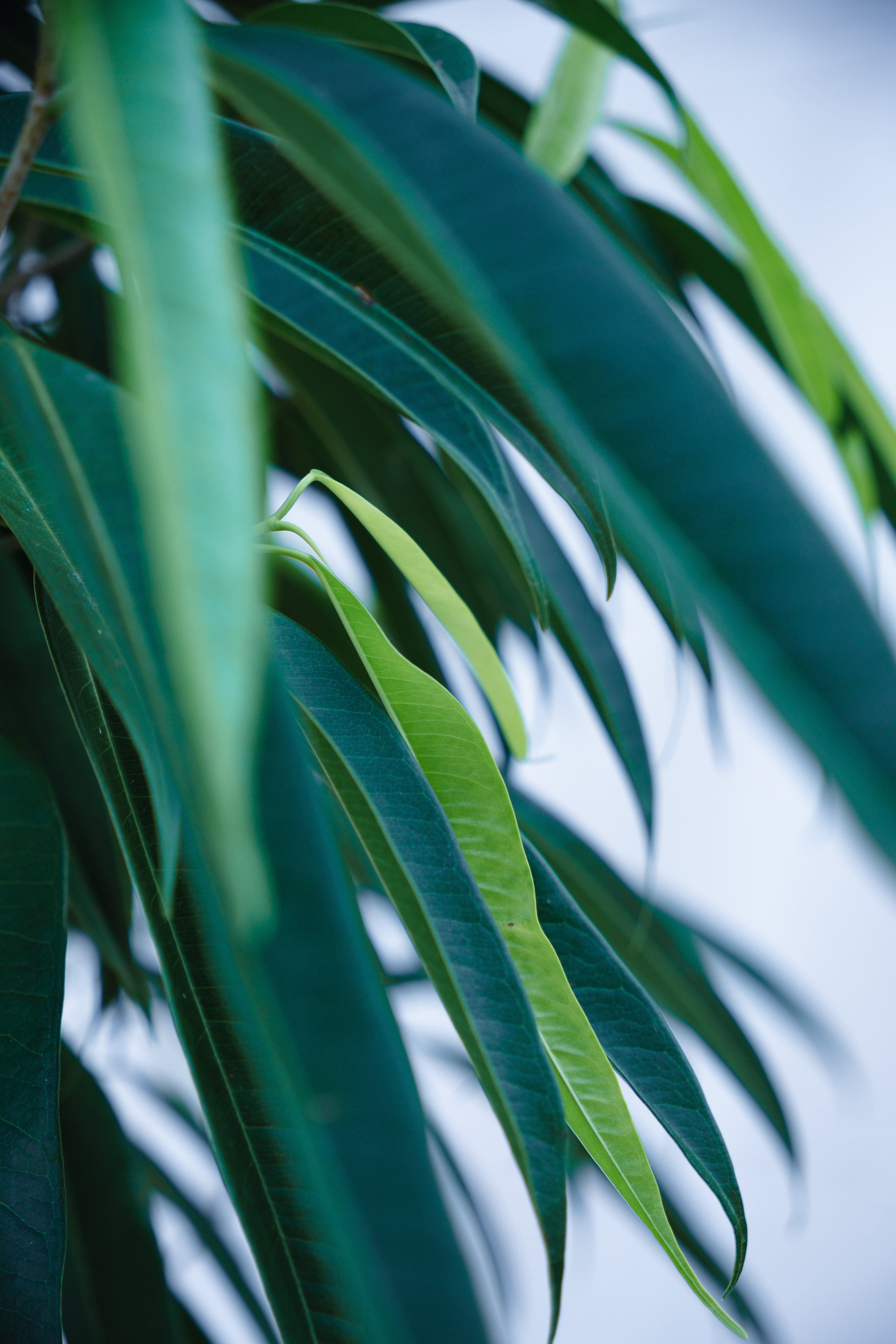 FICUS LONGIFOLIA IN VINTAGE CONCRETE PLANTER