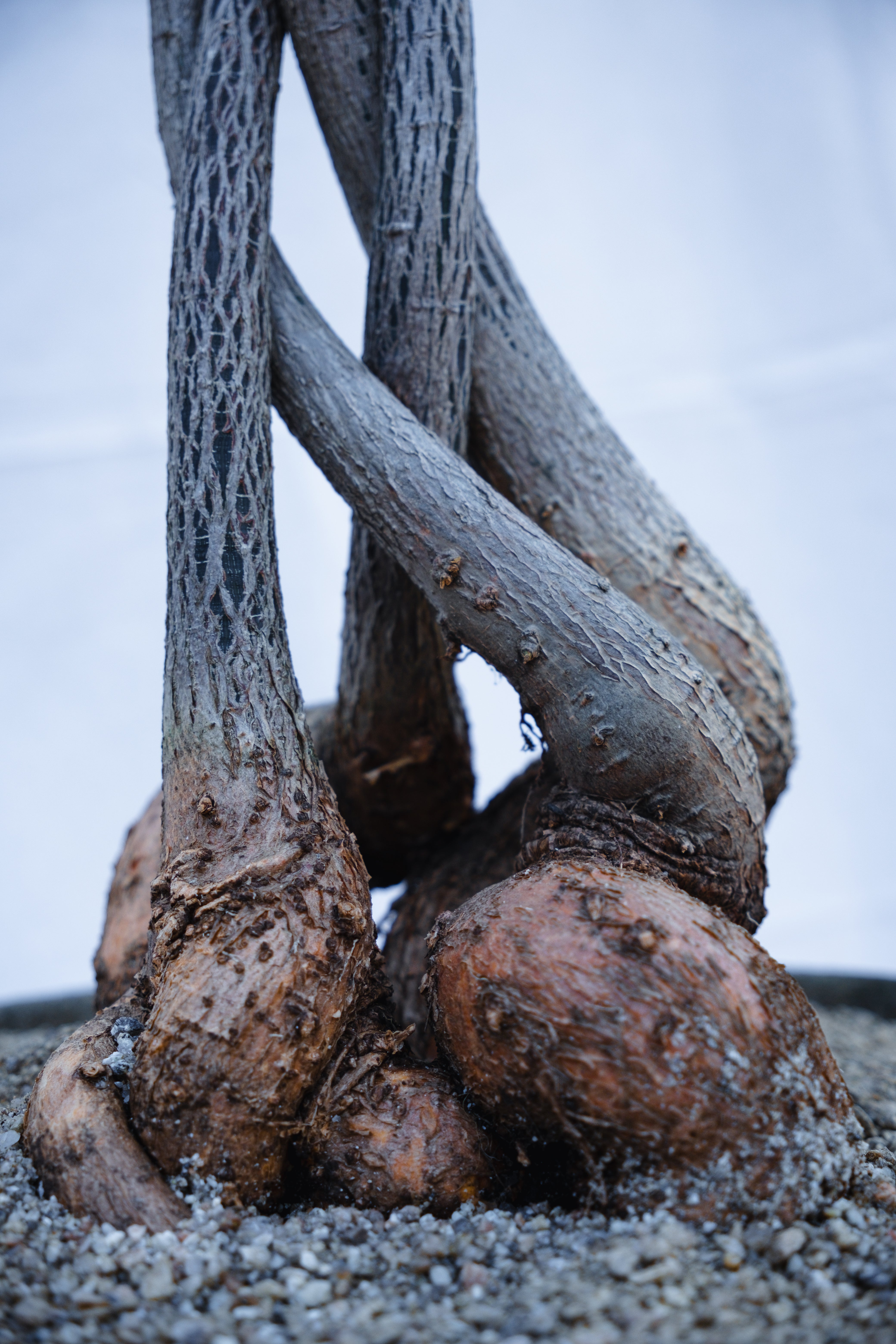 PLAITED QLD BOTTLE TREE IN CONCRETE PLANTER