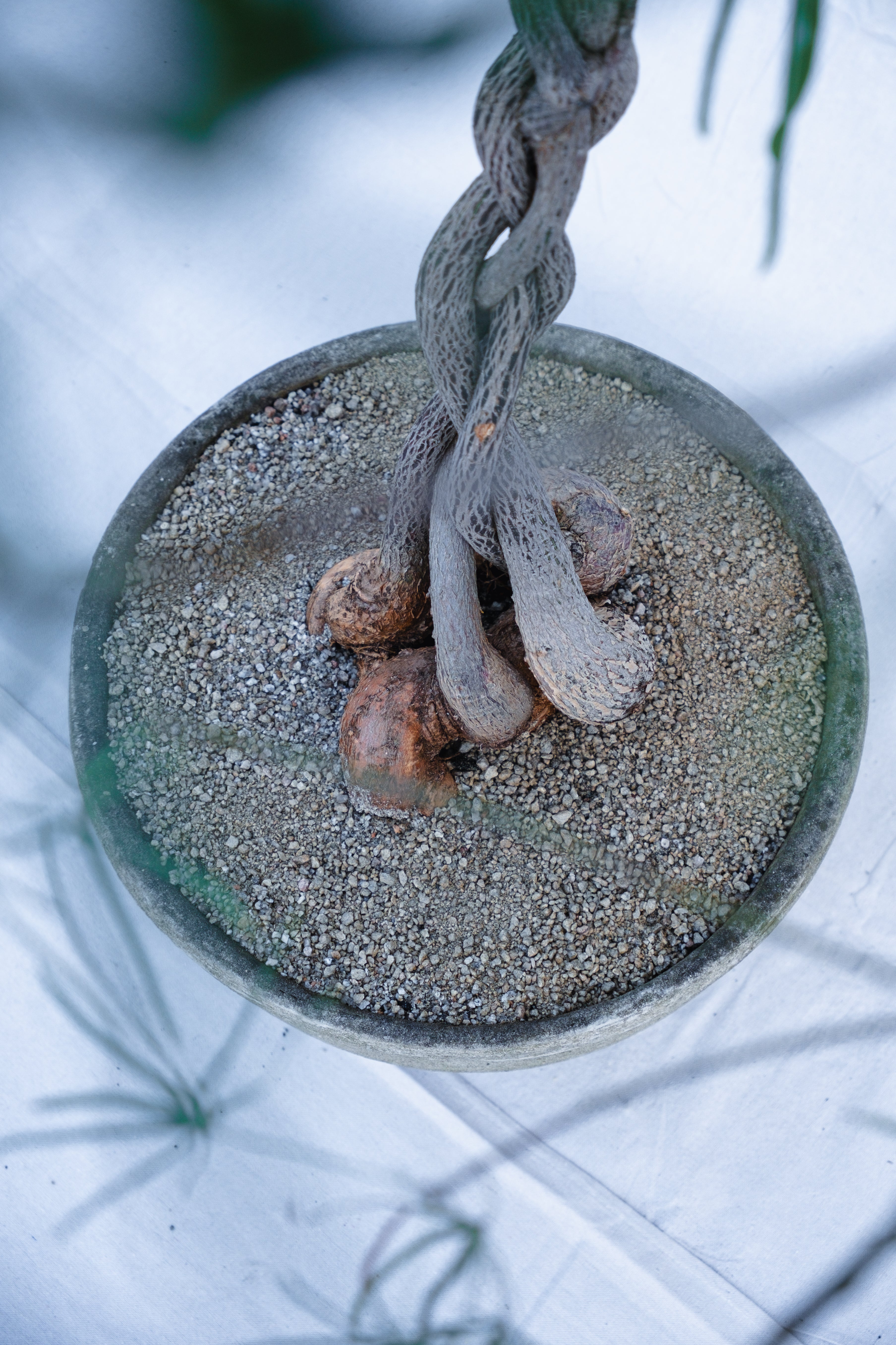 PLAITED QLD BOTTLE TREE IN CONCRETE PLANTER