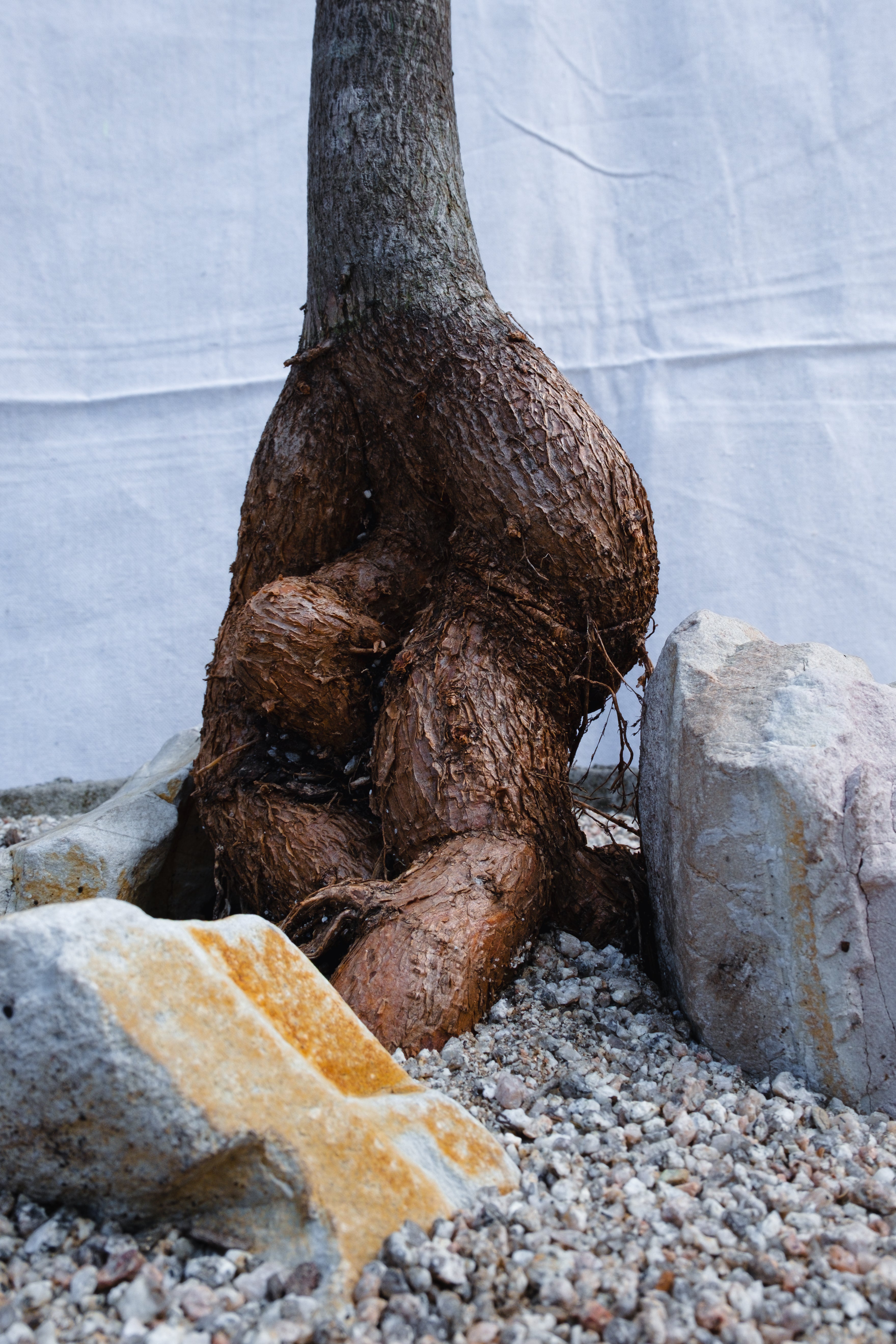 BRACHYCHITON RUPESTRIS IN VINTAGE CONCRETE PLANTER