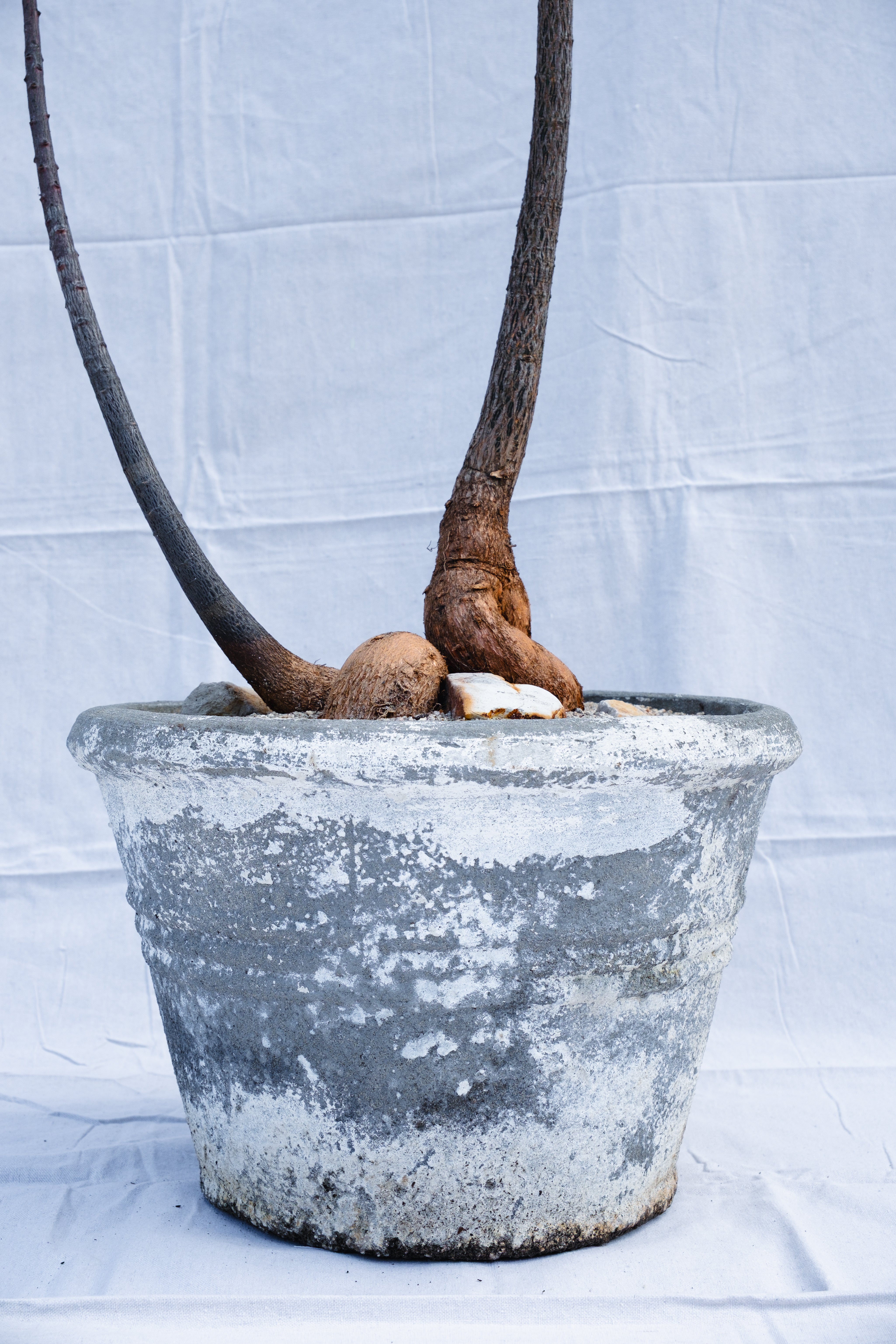DOUBLE PLANTED BRACHYCHITON RUPESTRIS IN VINTAGE CONCRETE PLANTER