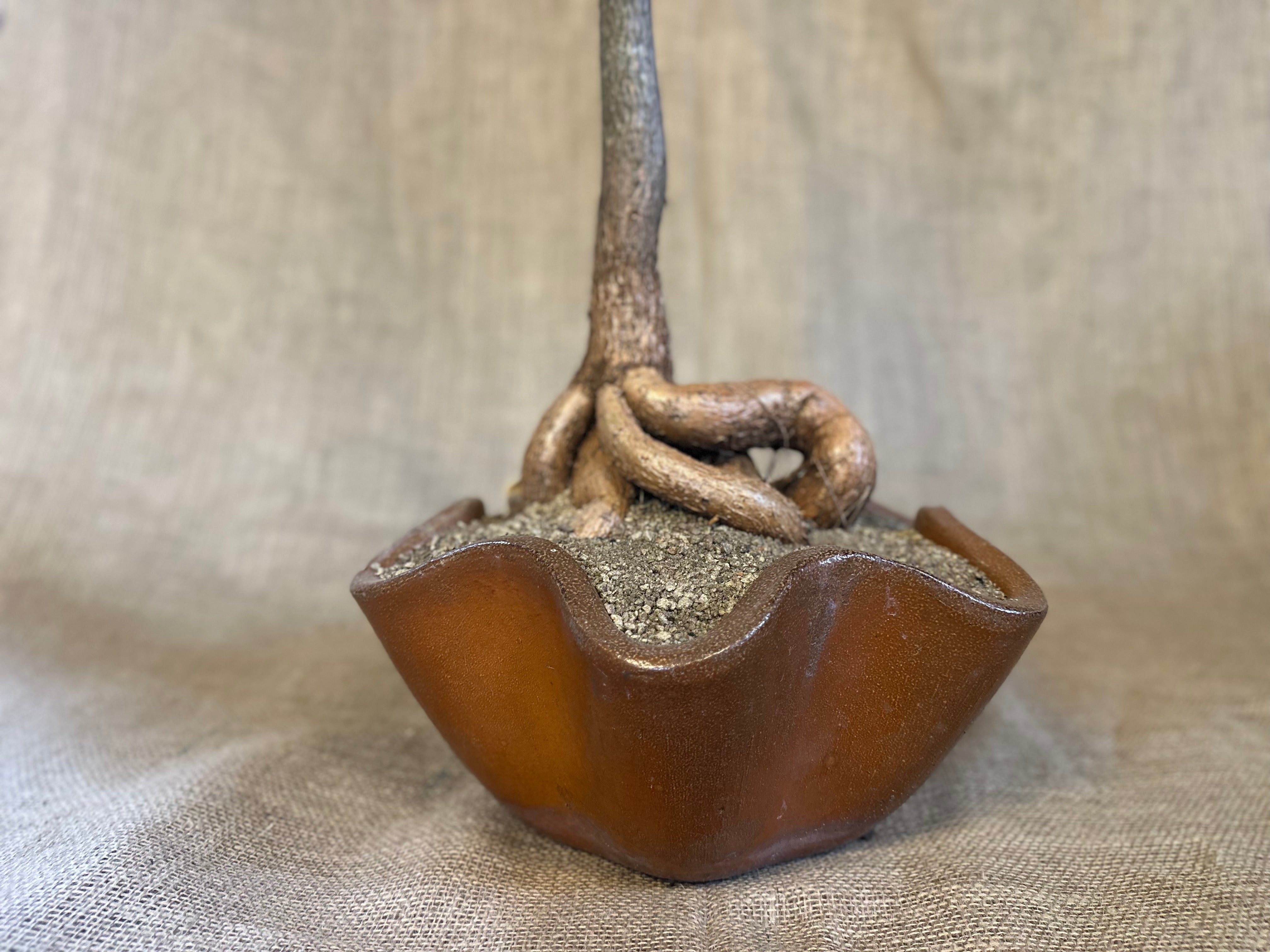 Bottle Tree (Brachychiton rupestris) in Dinmore Shell Planter