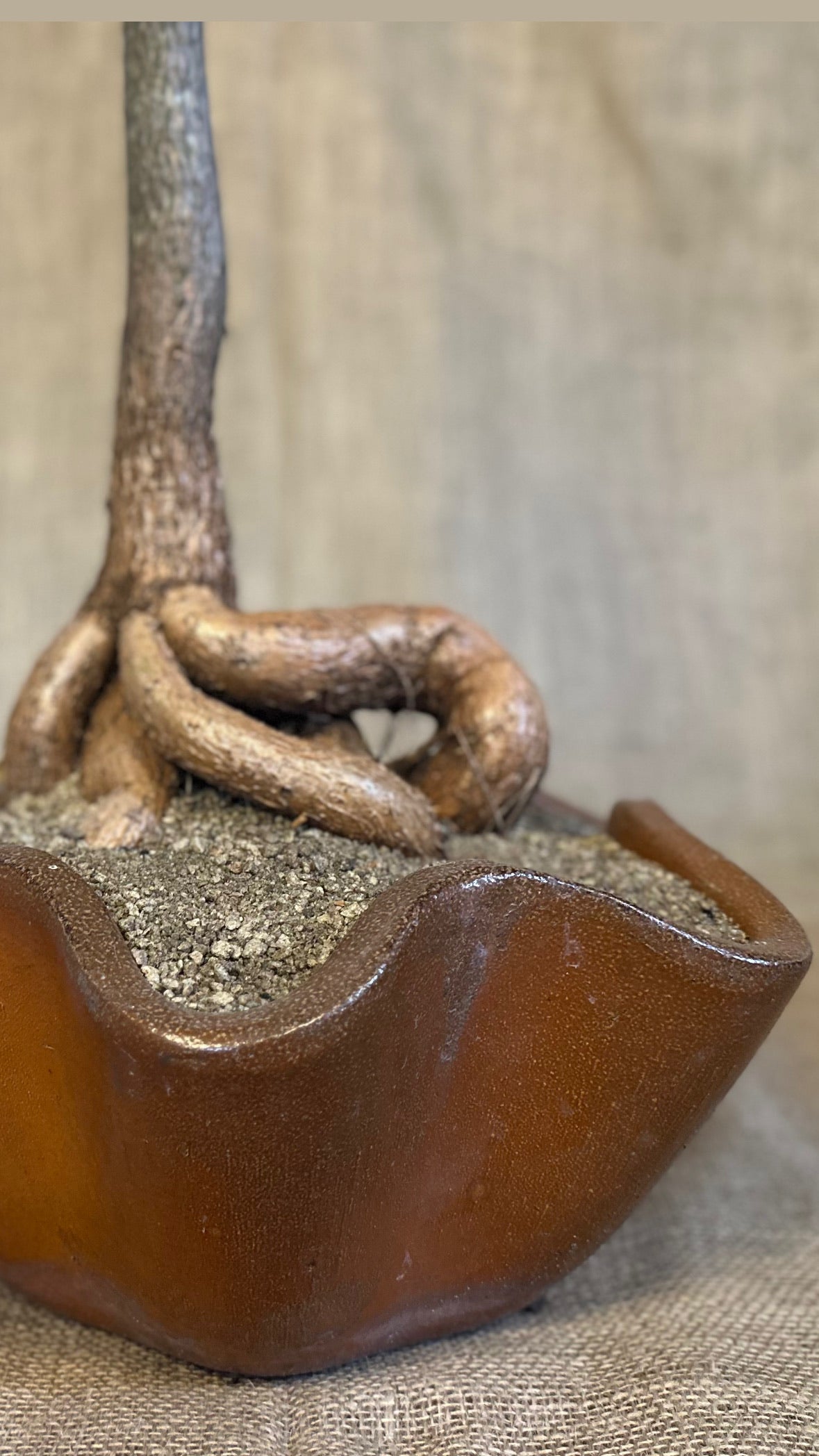 Bottle Tree (Brachychiton rupestris) in Dinmore Shell Planter