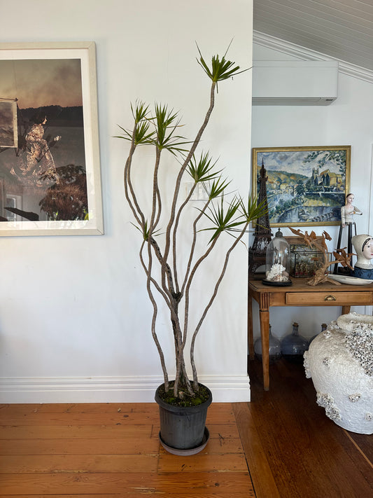 Dragon tree