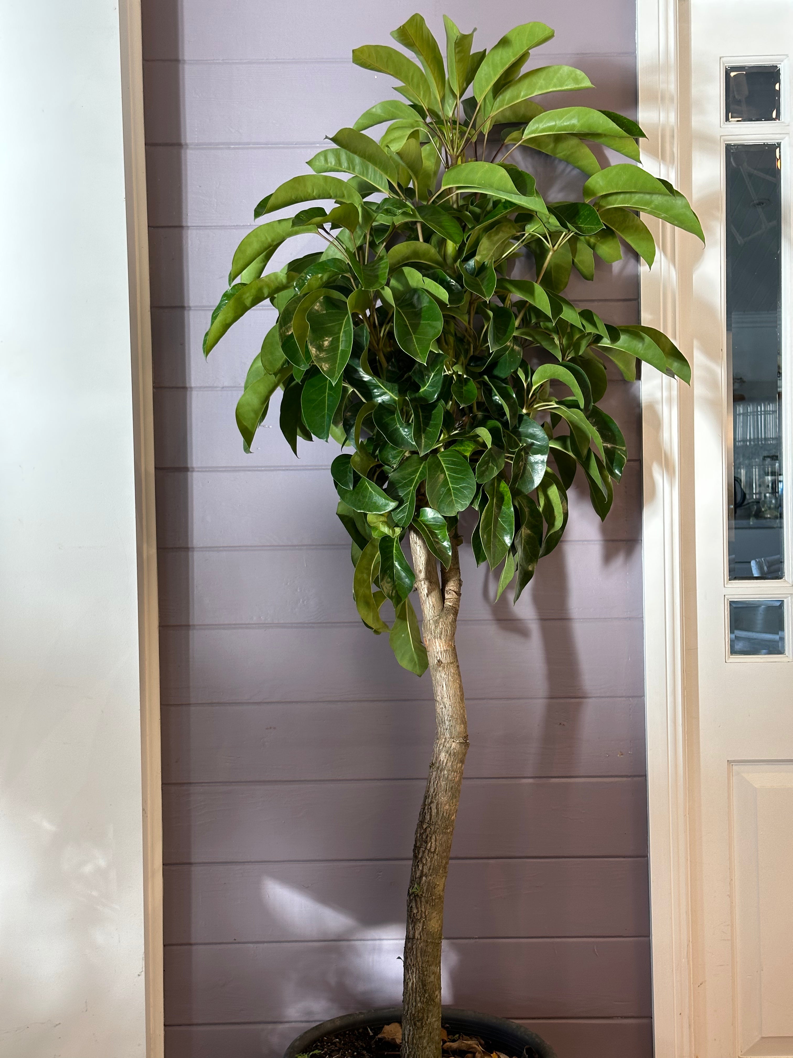 Australian Umbrella Tree / Schefflera amate / Ø40cm / 1.84m h / "Elissa"