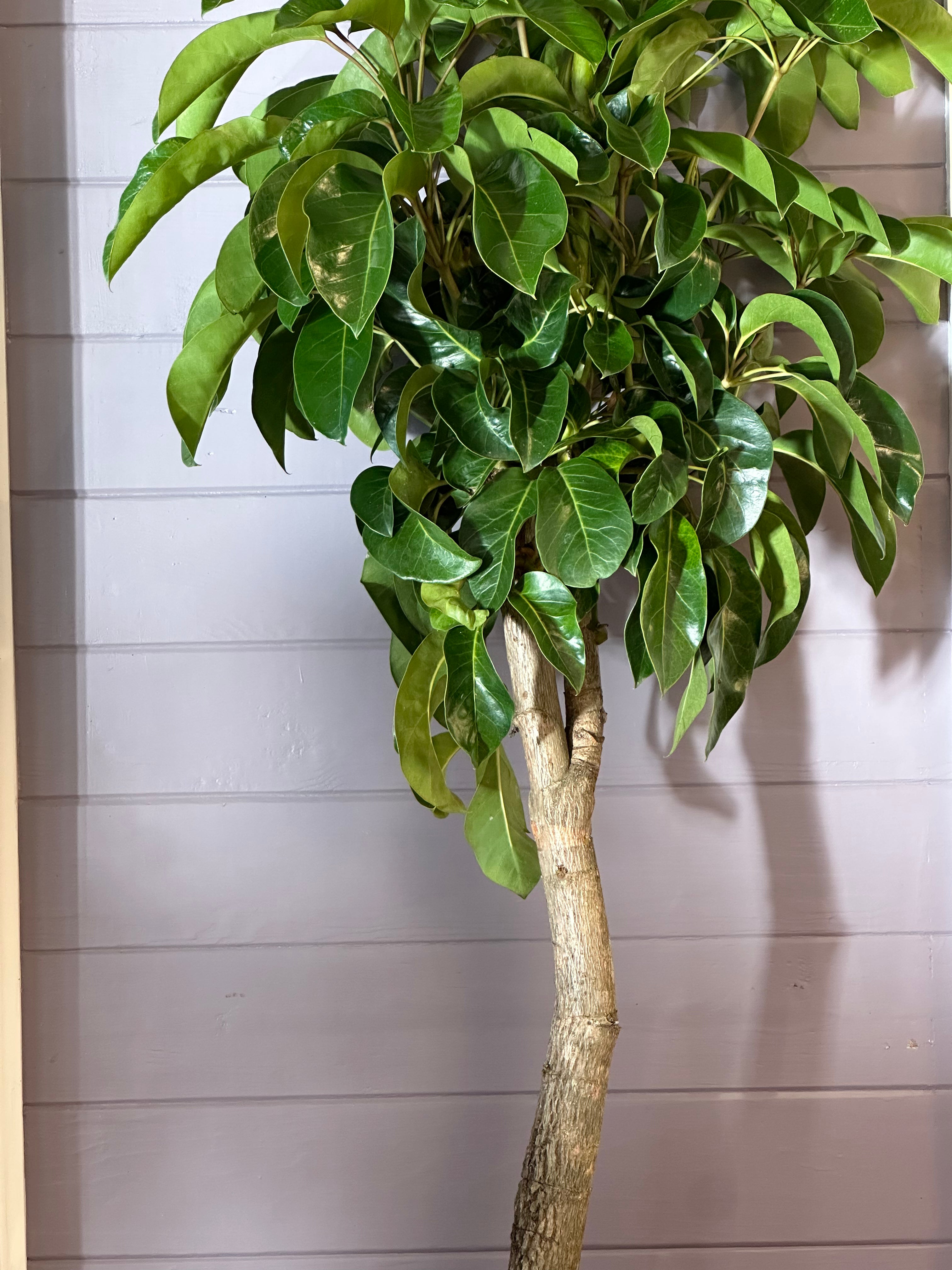 Australian Umbrella Tree / Schefflera amate / Ø40cm / 1.84m h / "Elissa"