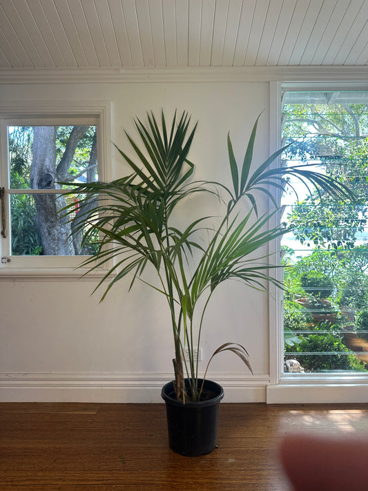 Kentia Palm / Howea forsteriana / Ø30cm / 2m h / "Elle"