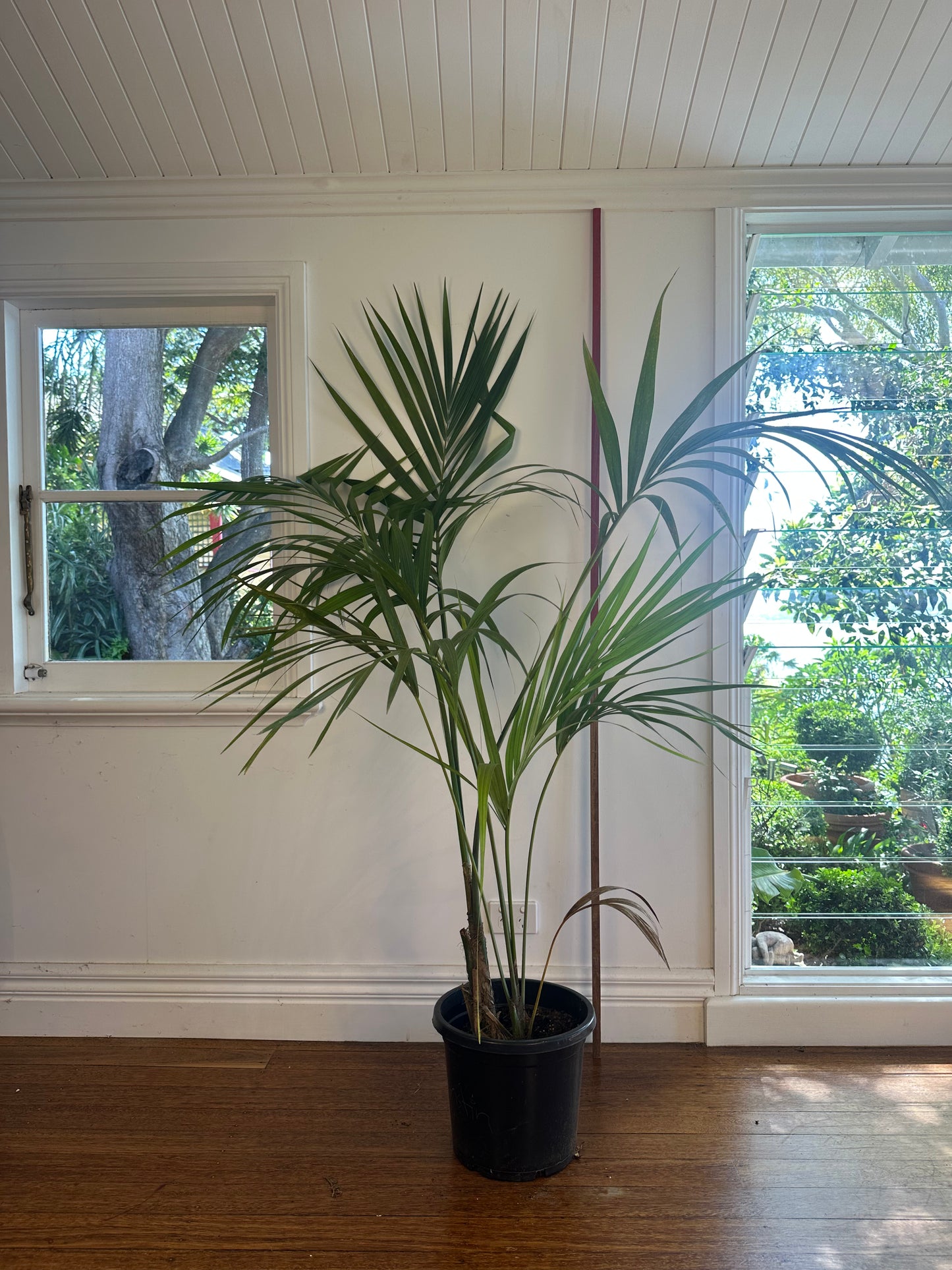 Kentia Palm / Howea forsteriana / Ø30cm / 2m h / "Elle"